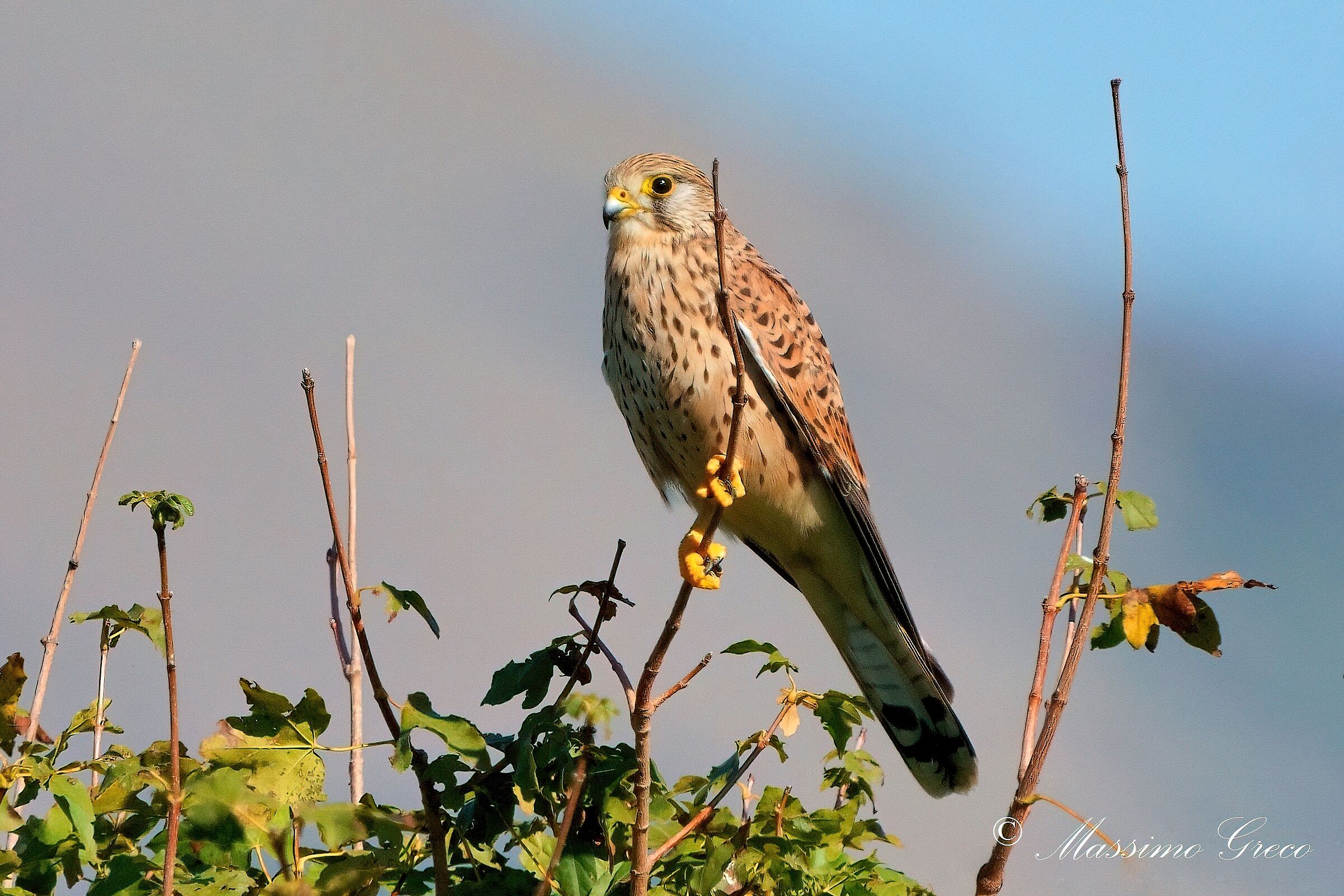 Kestrel (Falco tinnunculus)