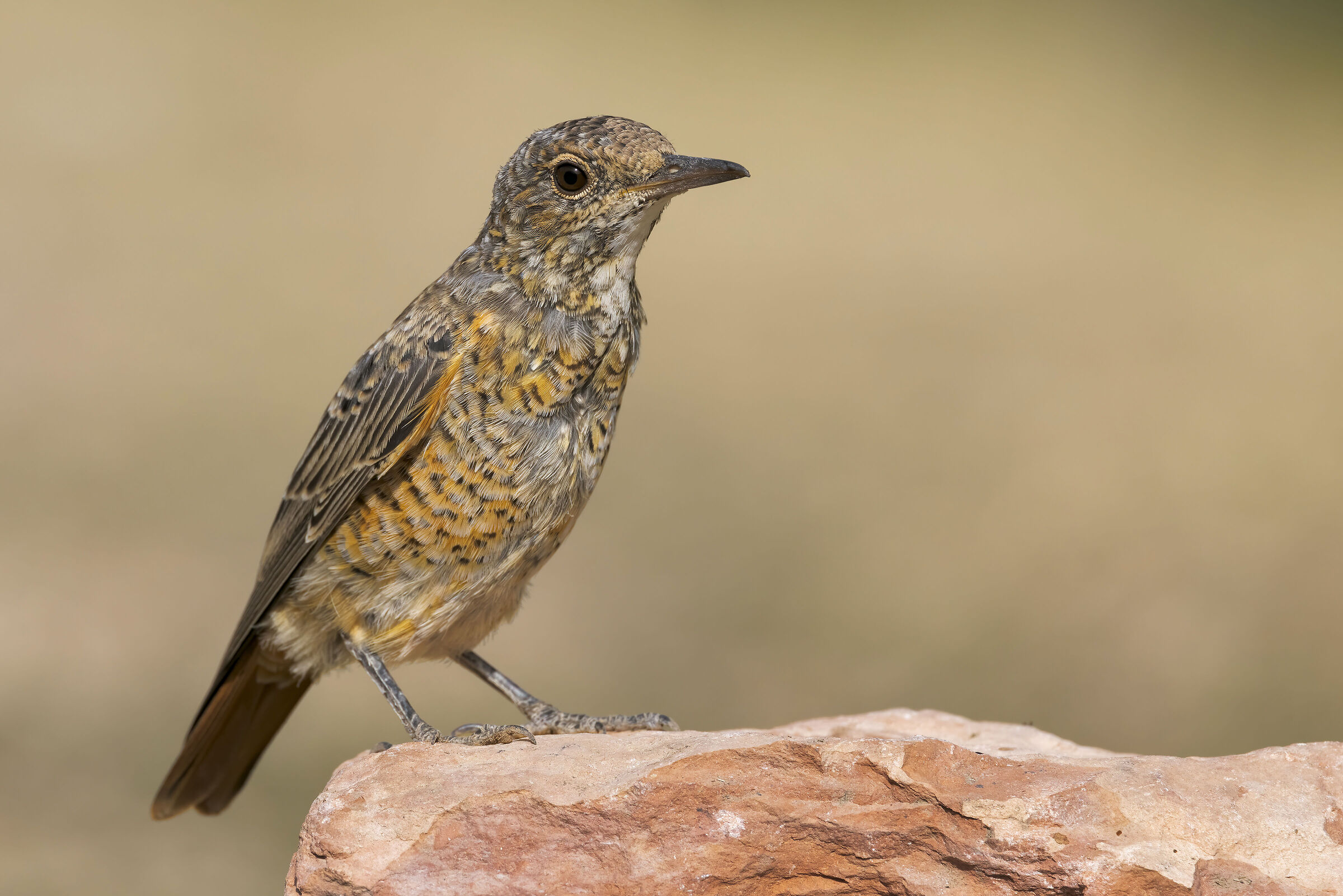 Codirossone (Monticola saxatilis)