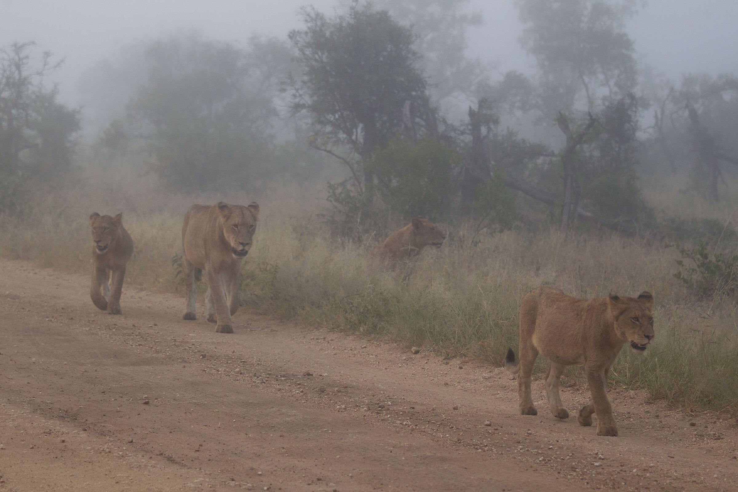 Leoni nella nebbia ...1