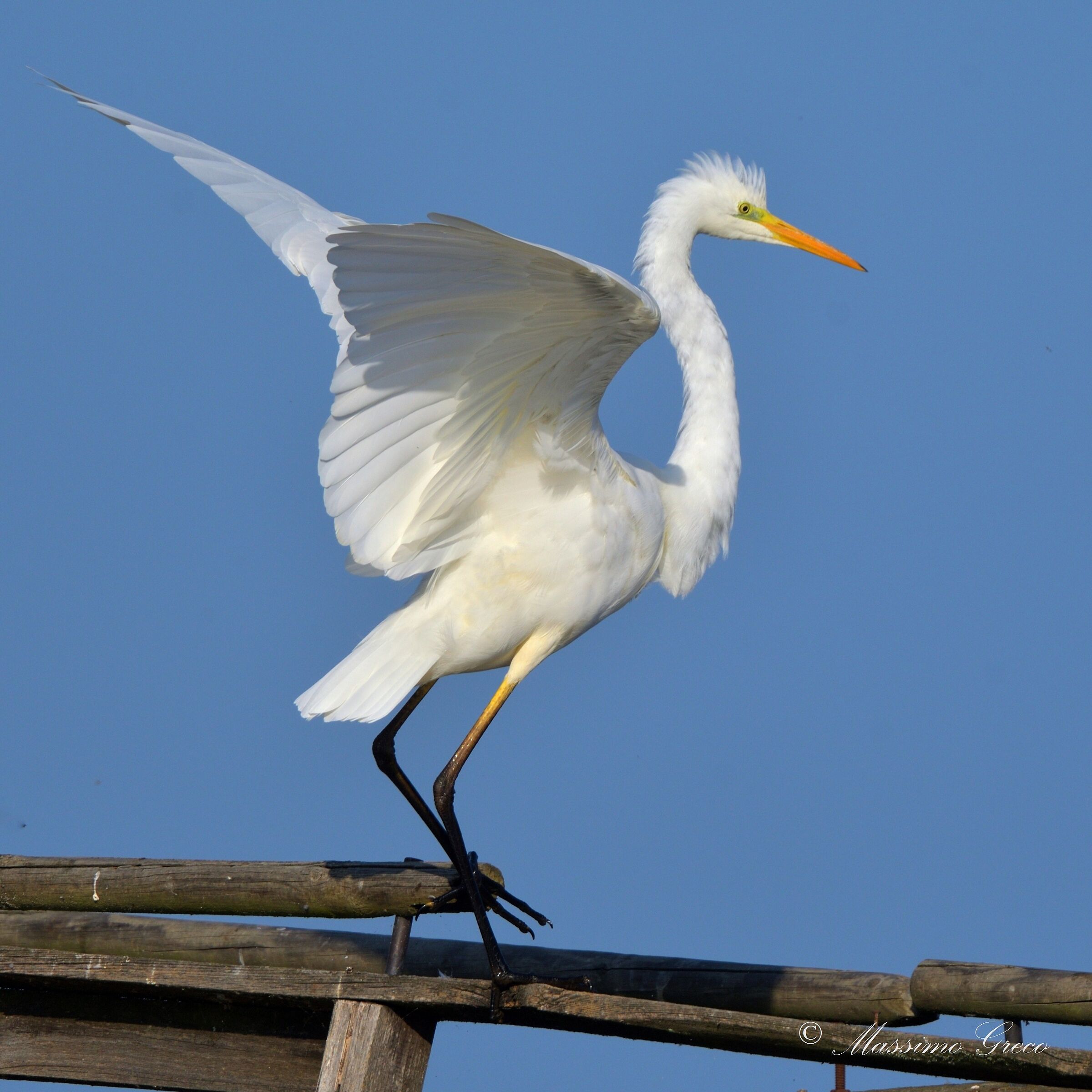 Great white heron