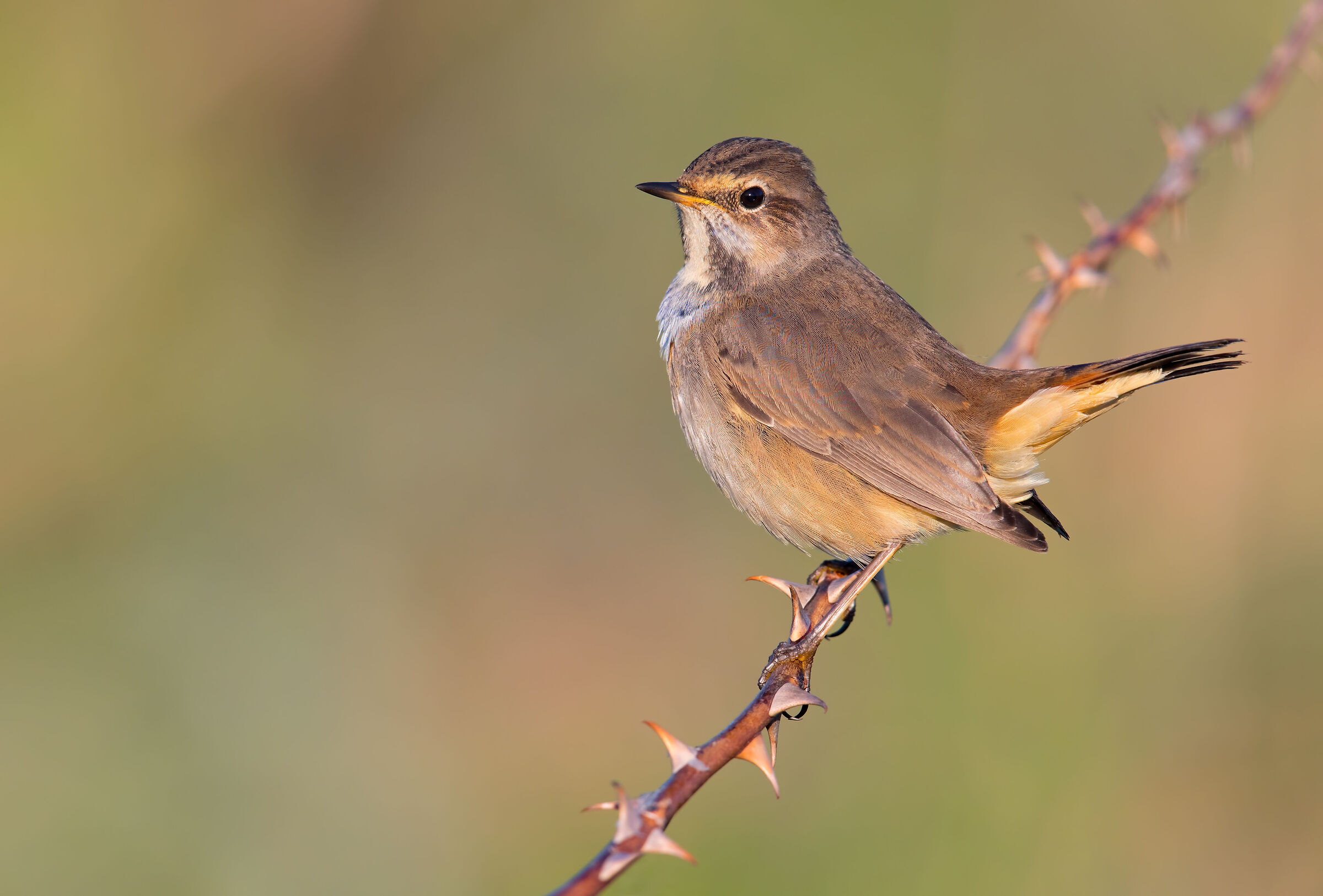 Bluethroat