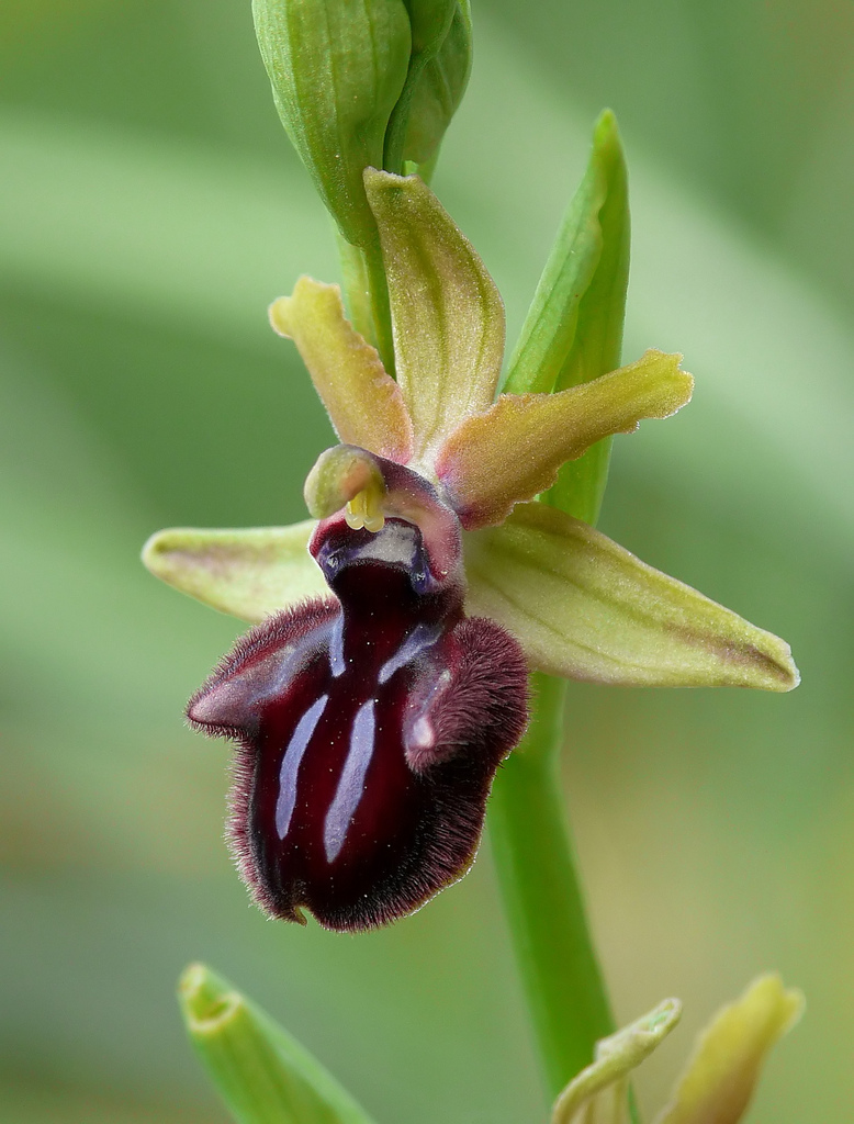 Ophrys intermediate between incubacea and sipontensis