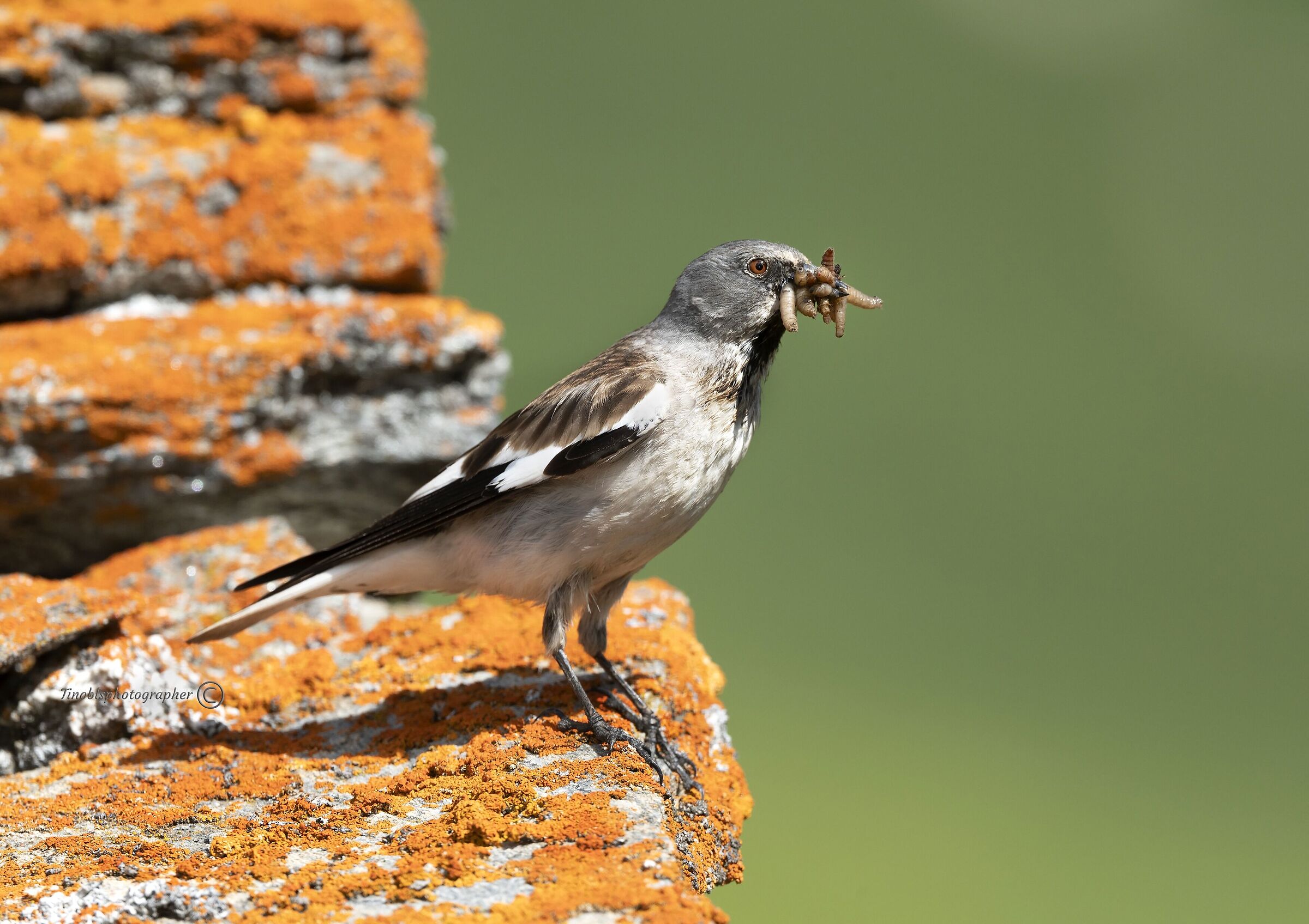 Fringuello alpino (Montifringilla nivalis)