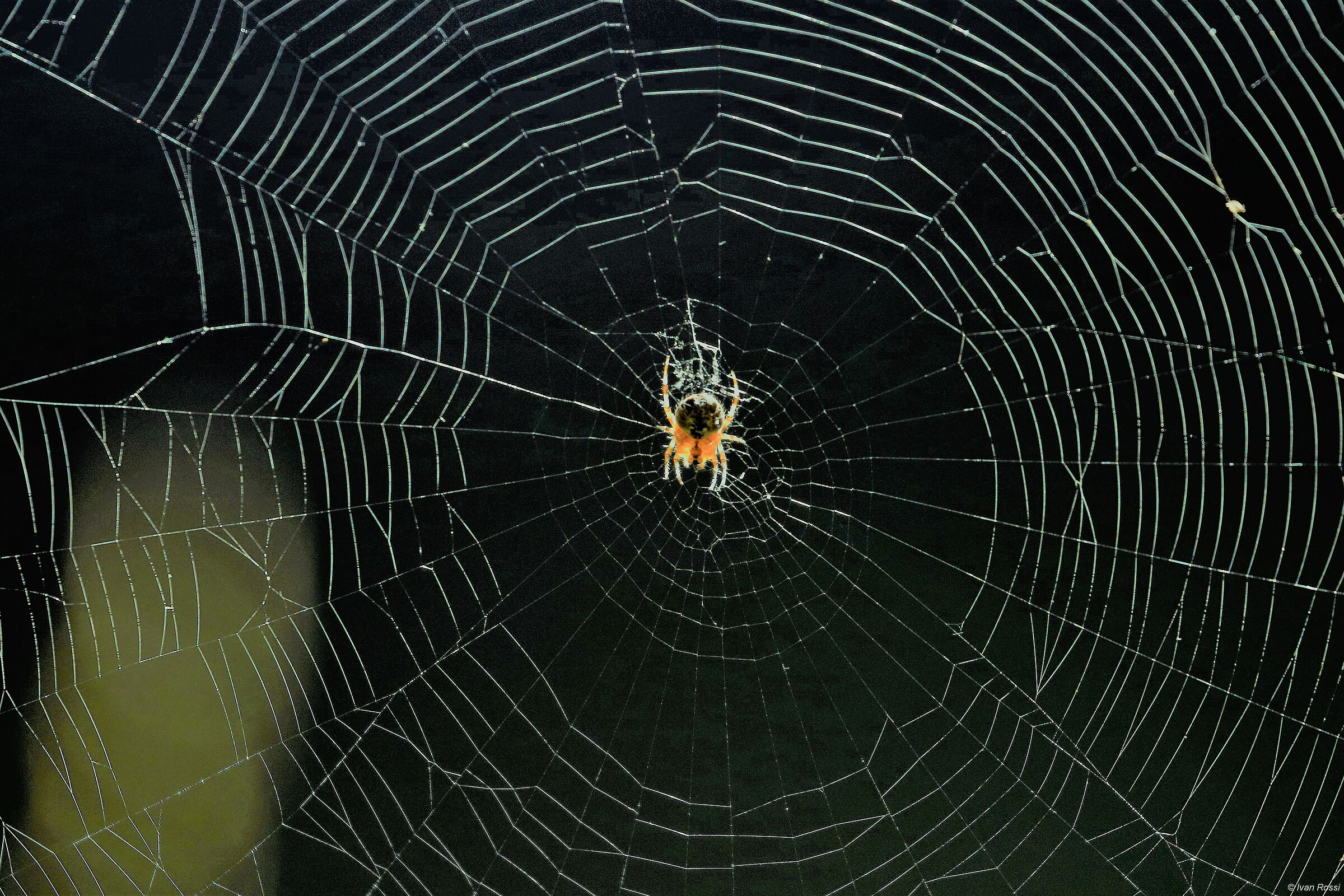 Io sono il ragno che fila