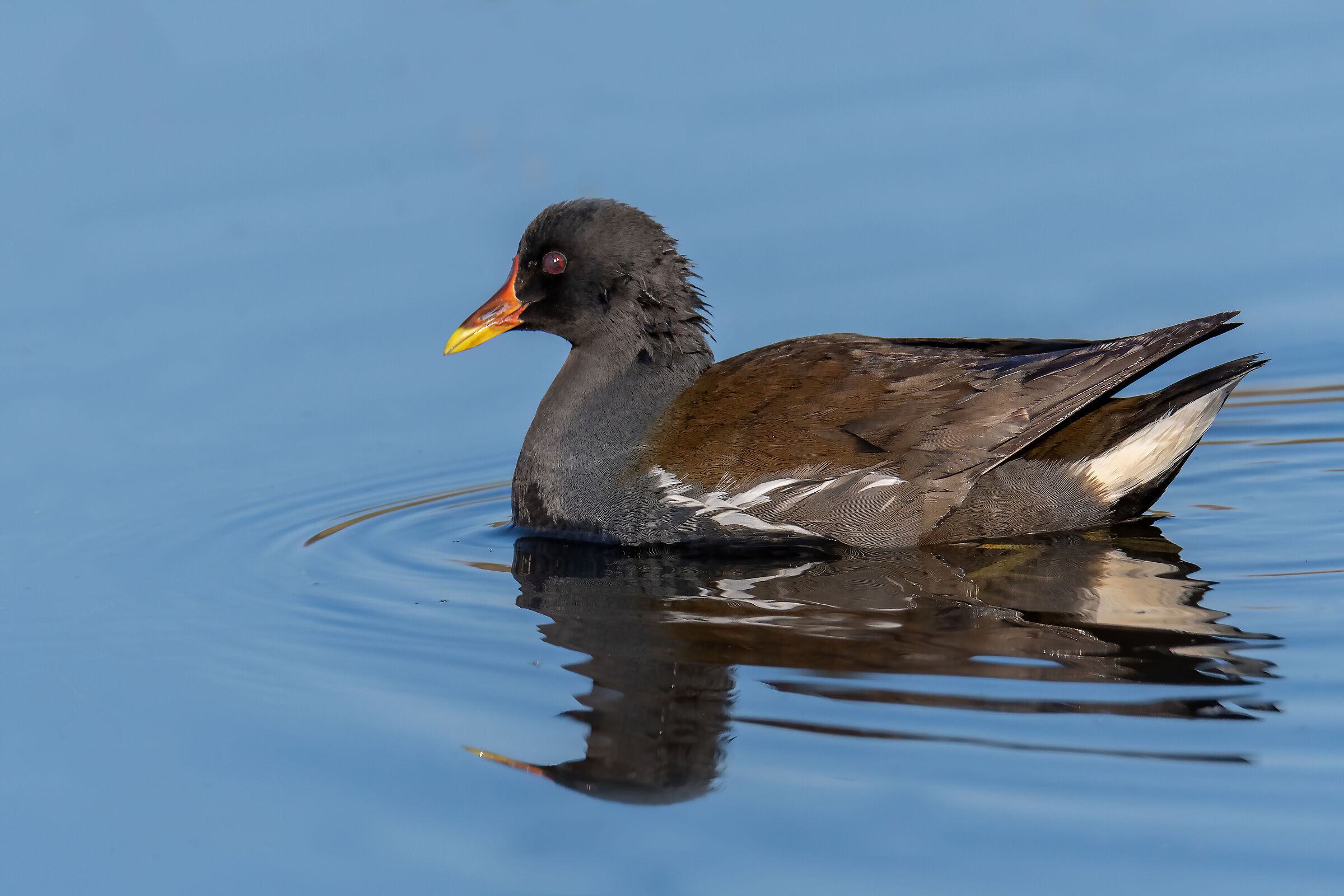Gallinella d'acqua