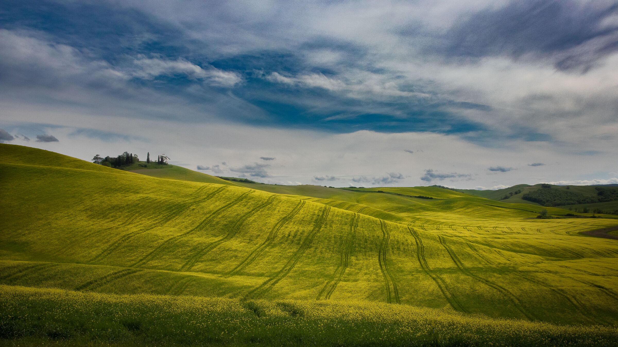 Yellow field