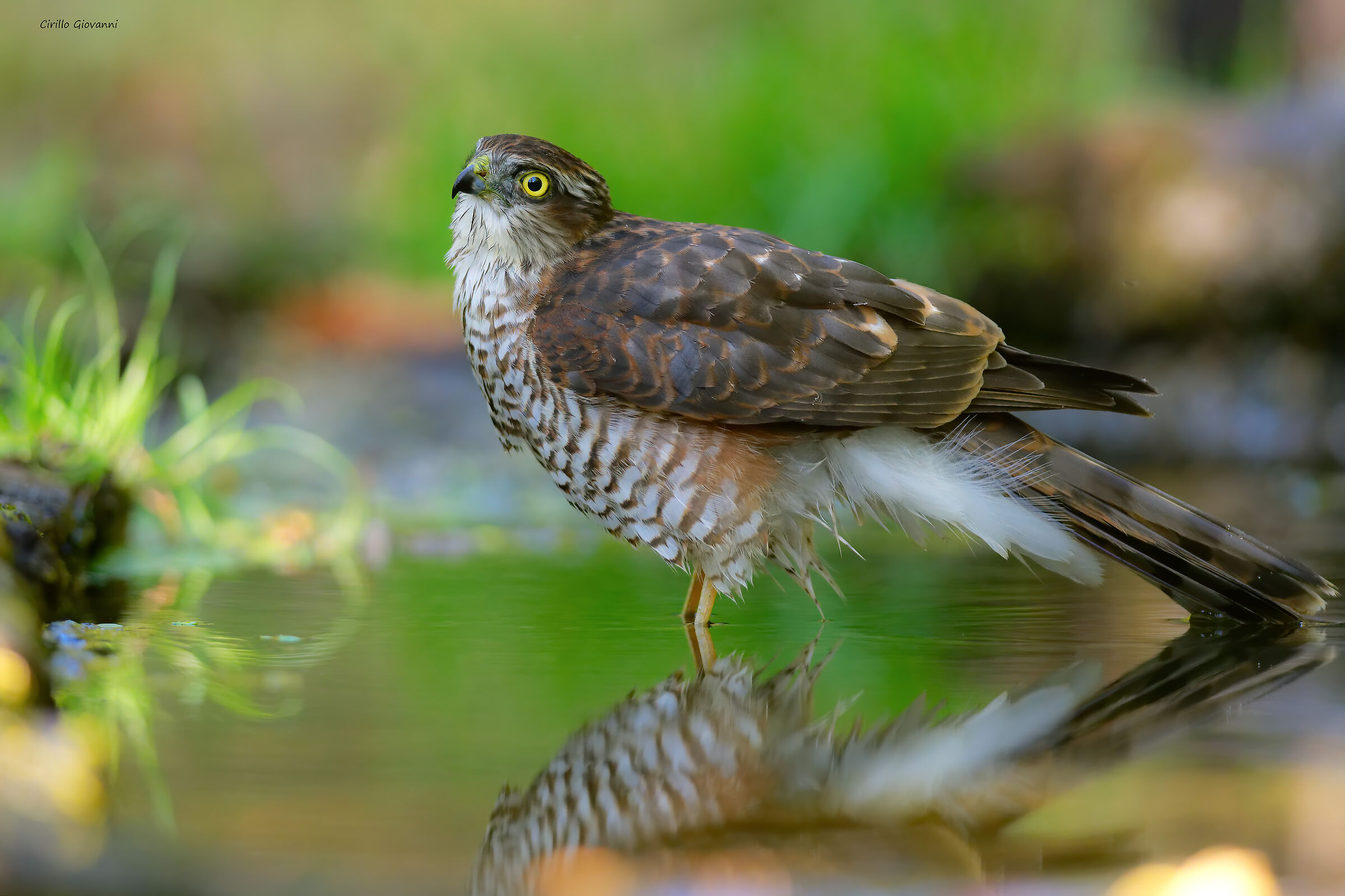 SPARROWHAWK