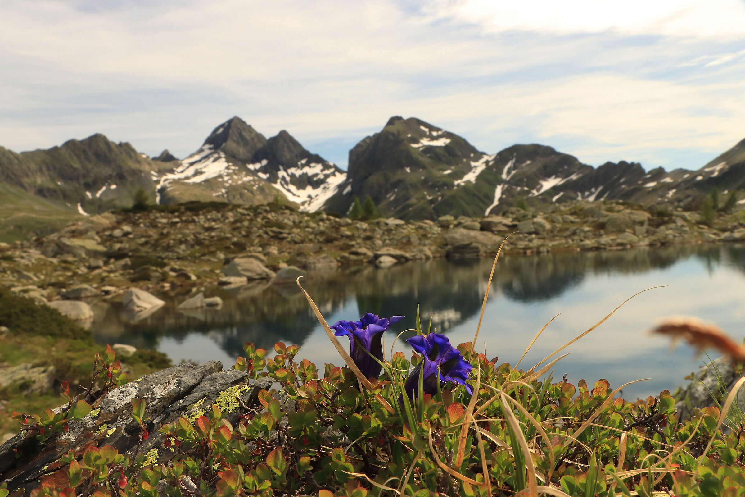 le genziane di luglio