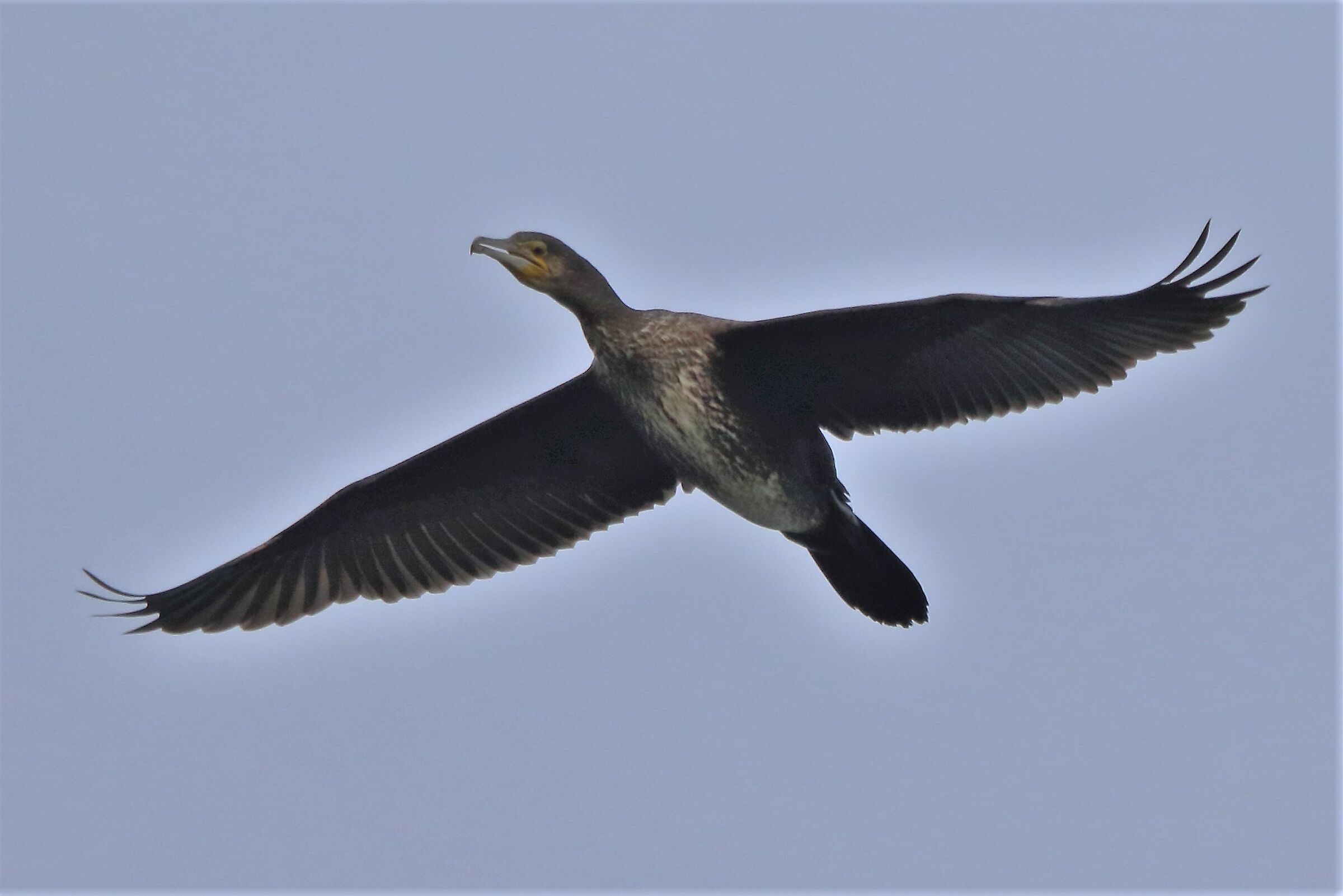 cormorant