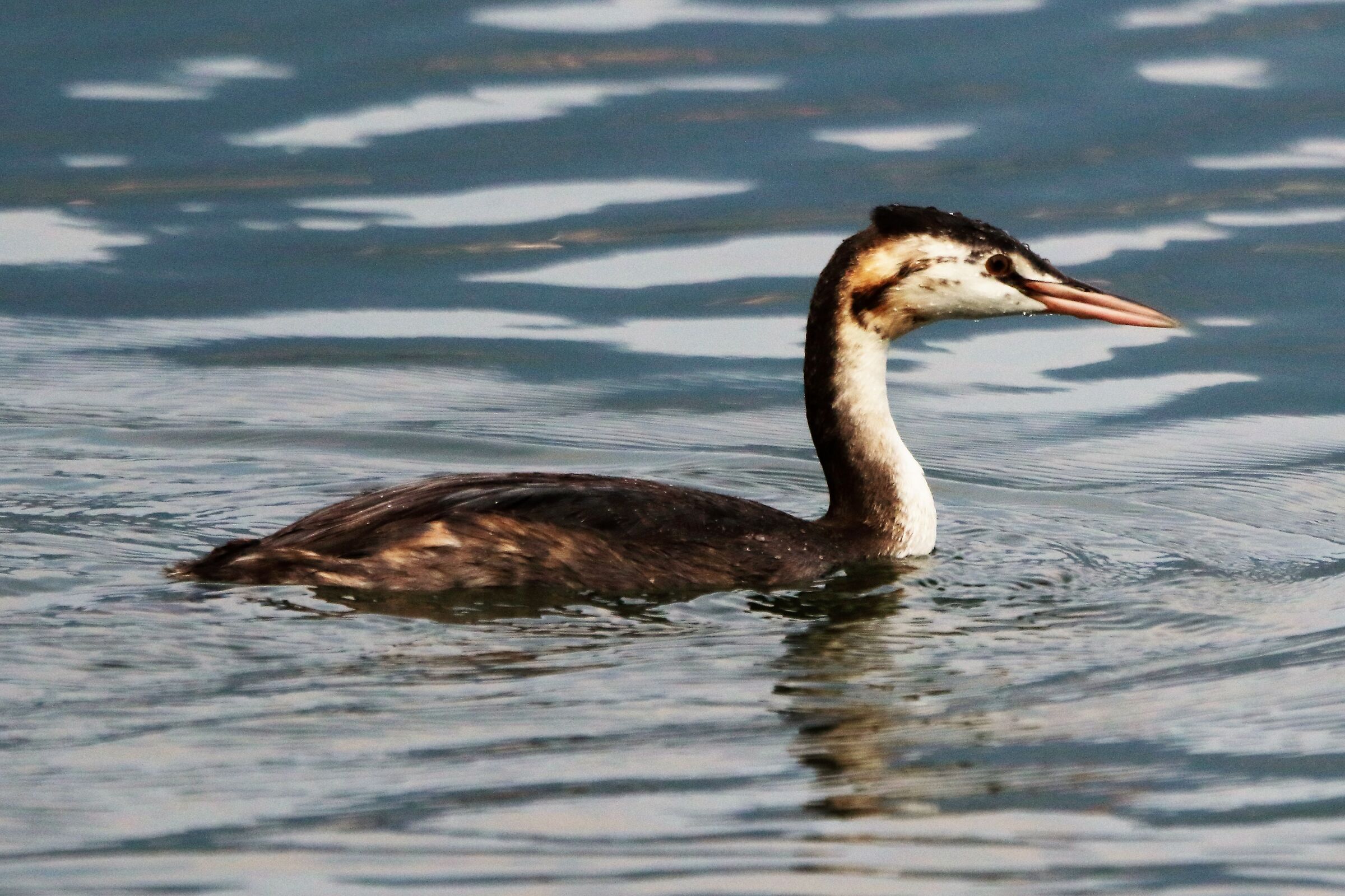 Grebe