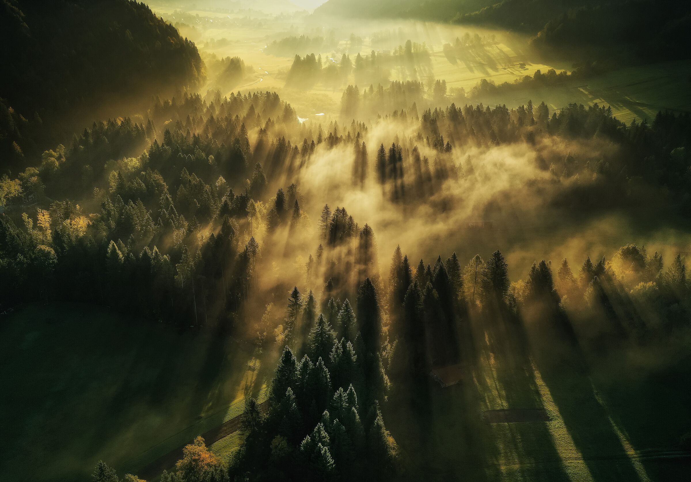 Mattina nella foresta autunnale