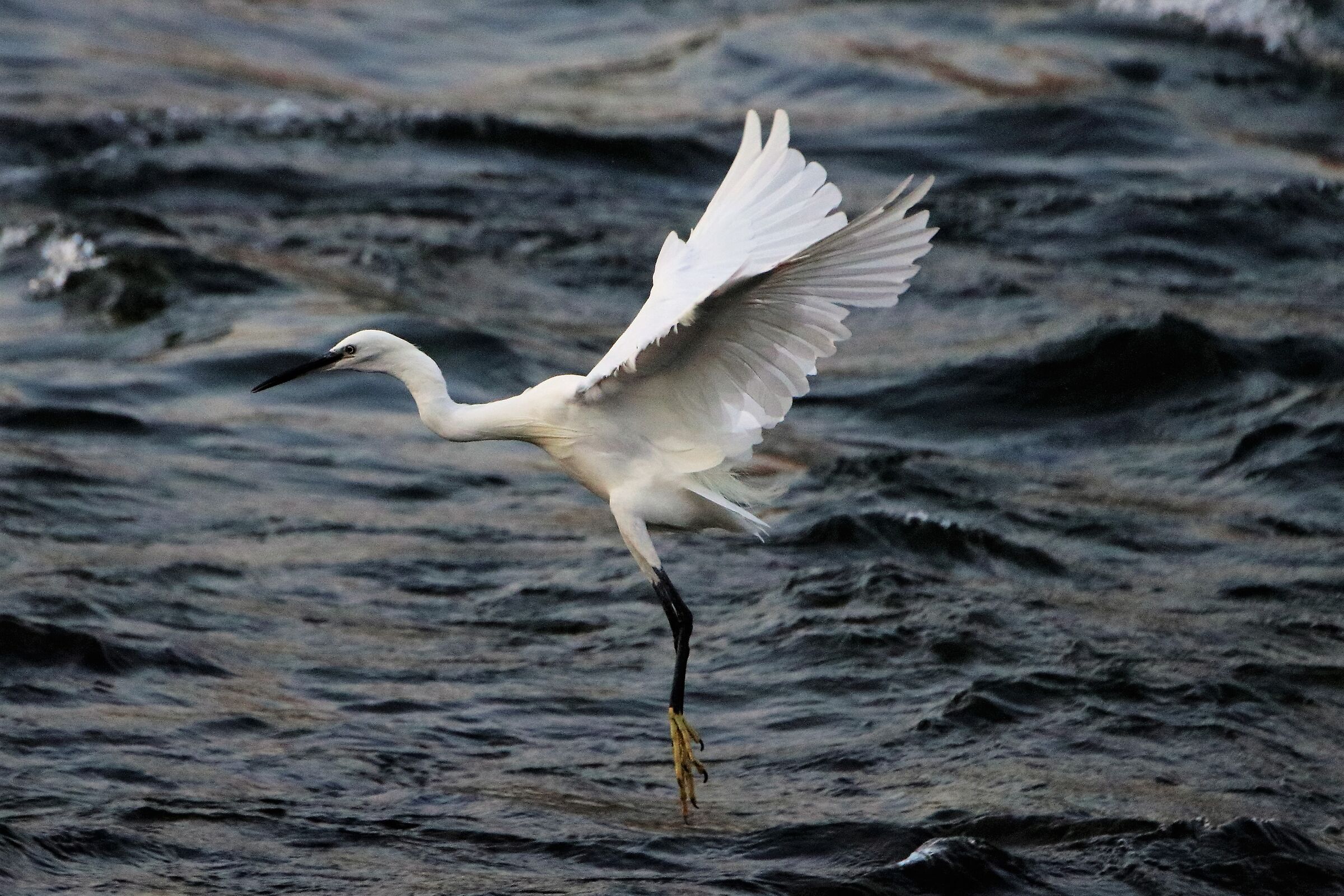 Egret