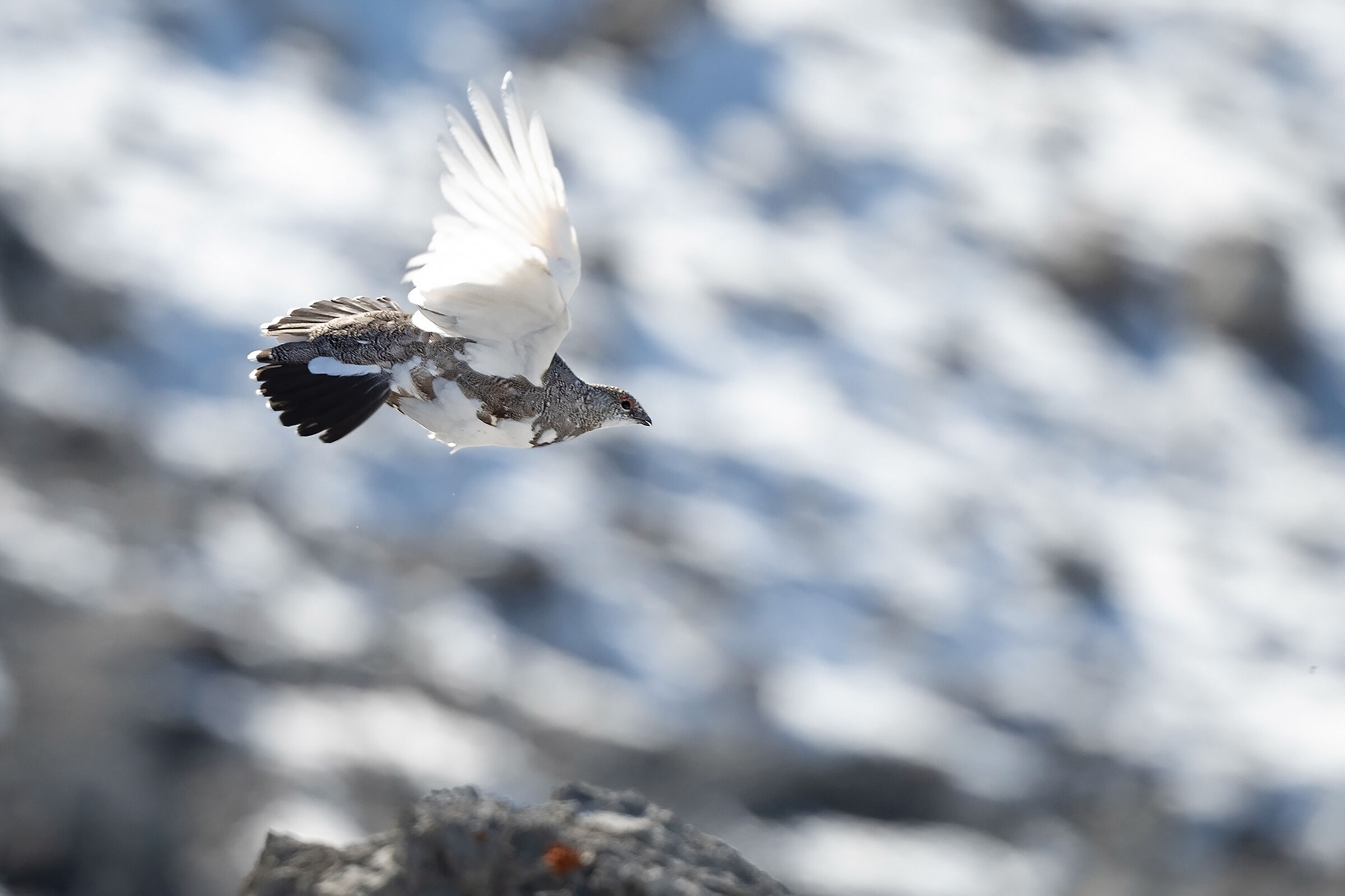 Bianca in volo in controluce