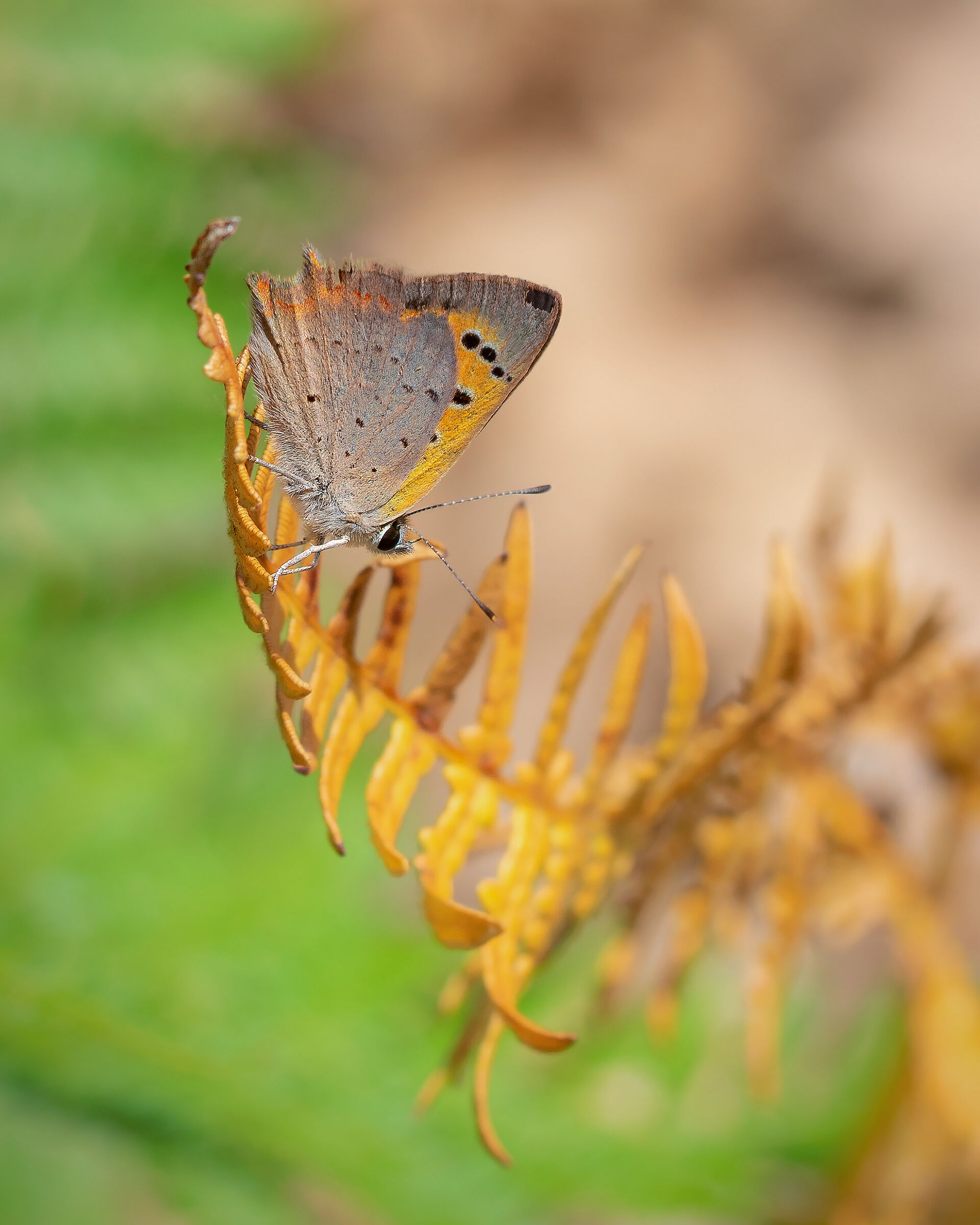Lycaena phlaeas