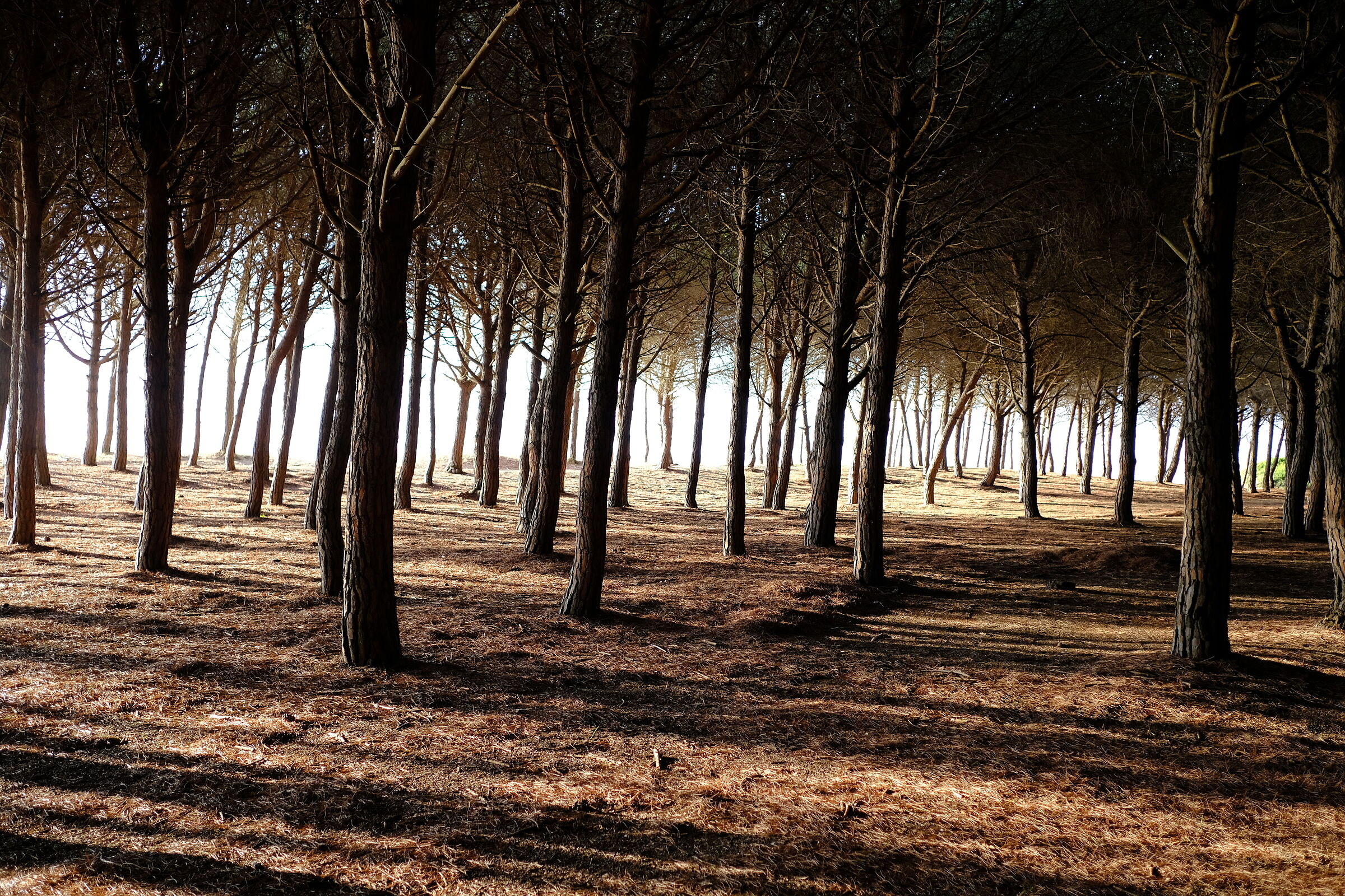Afternoon in the pine forest