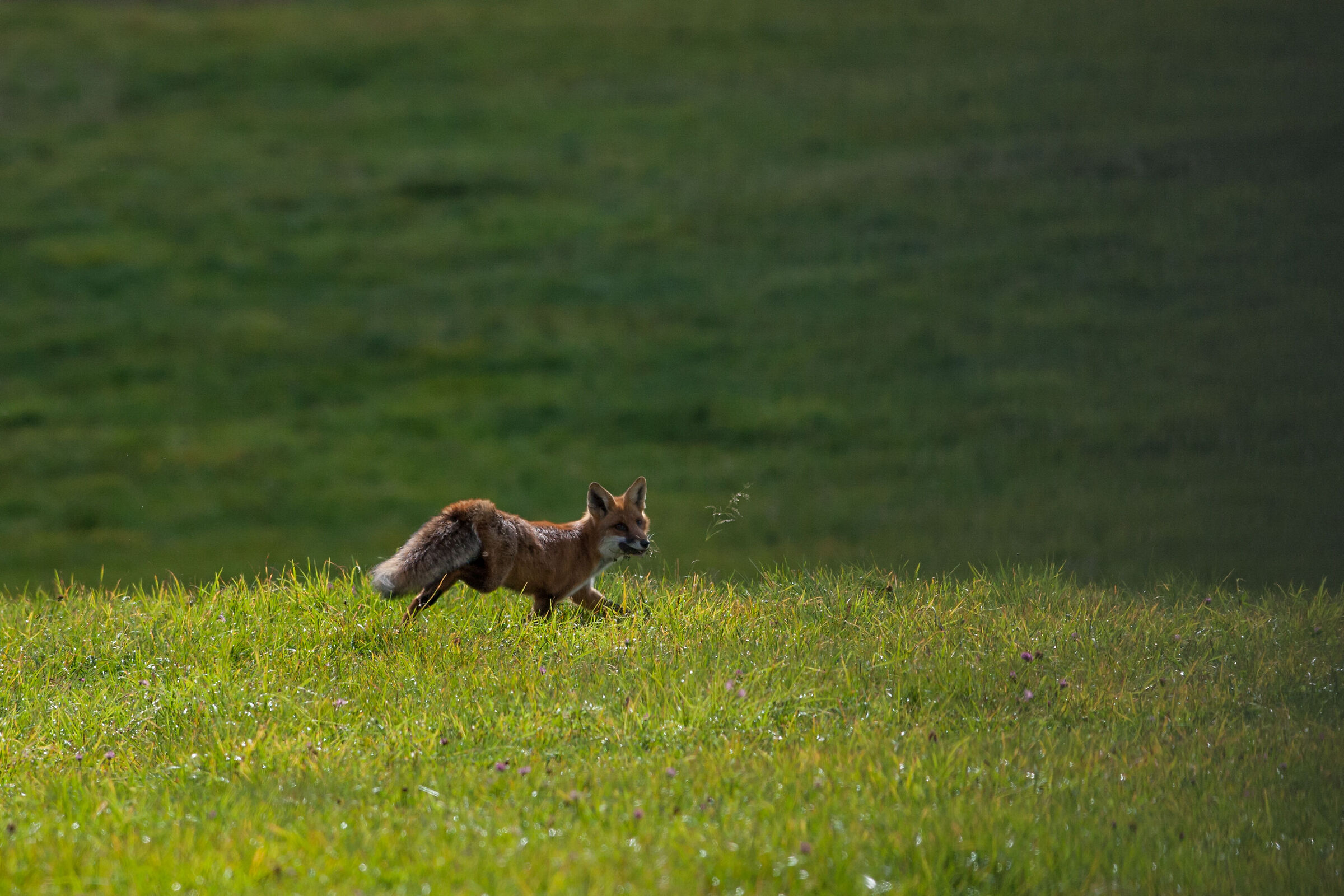 Fox