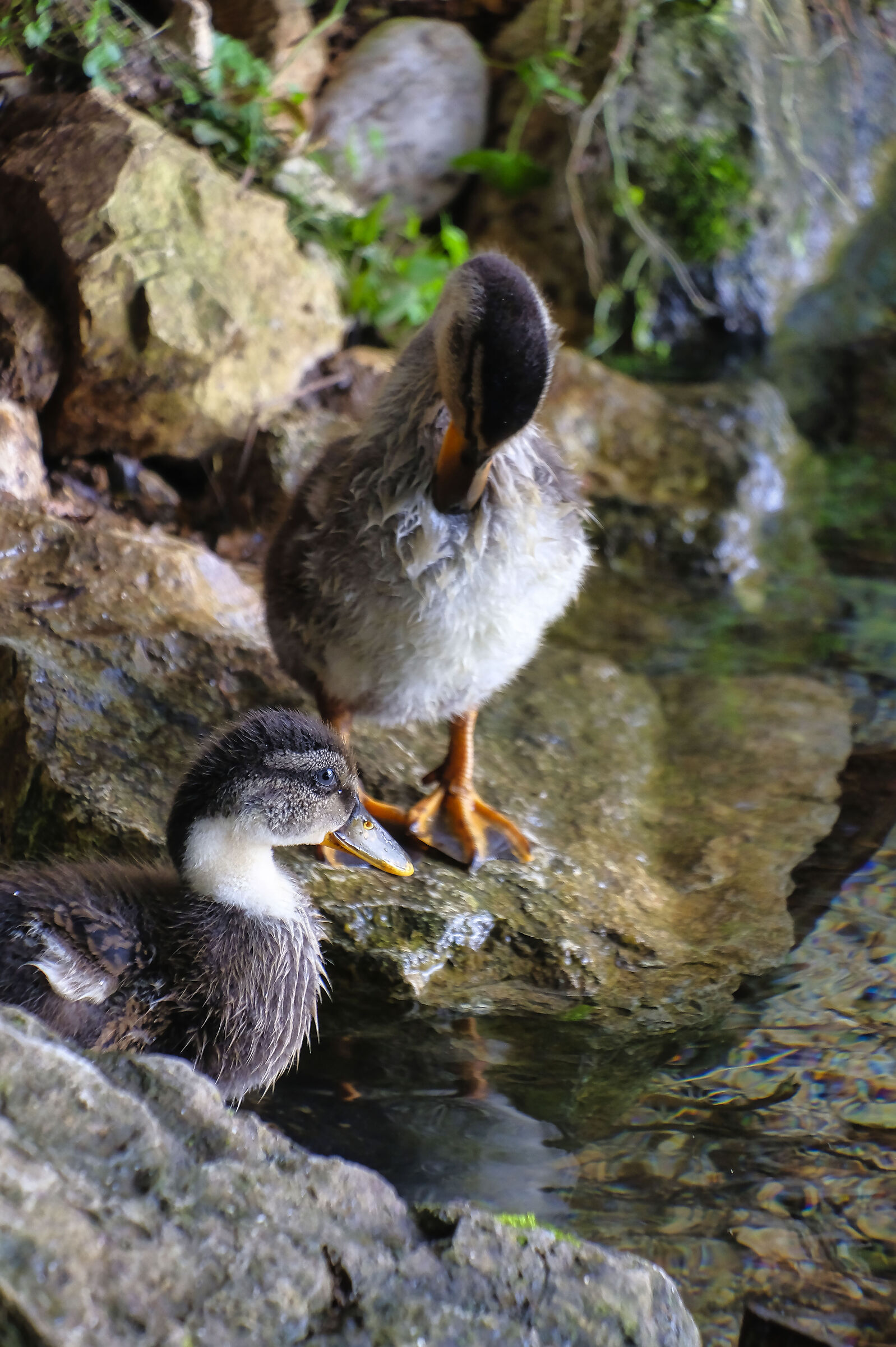 Giovanotte of Germano Reale