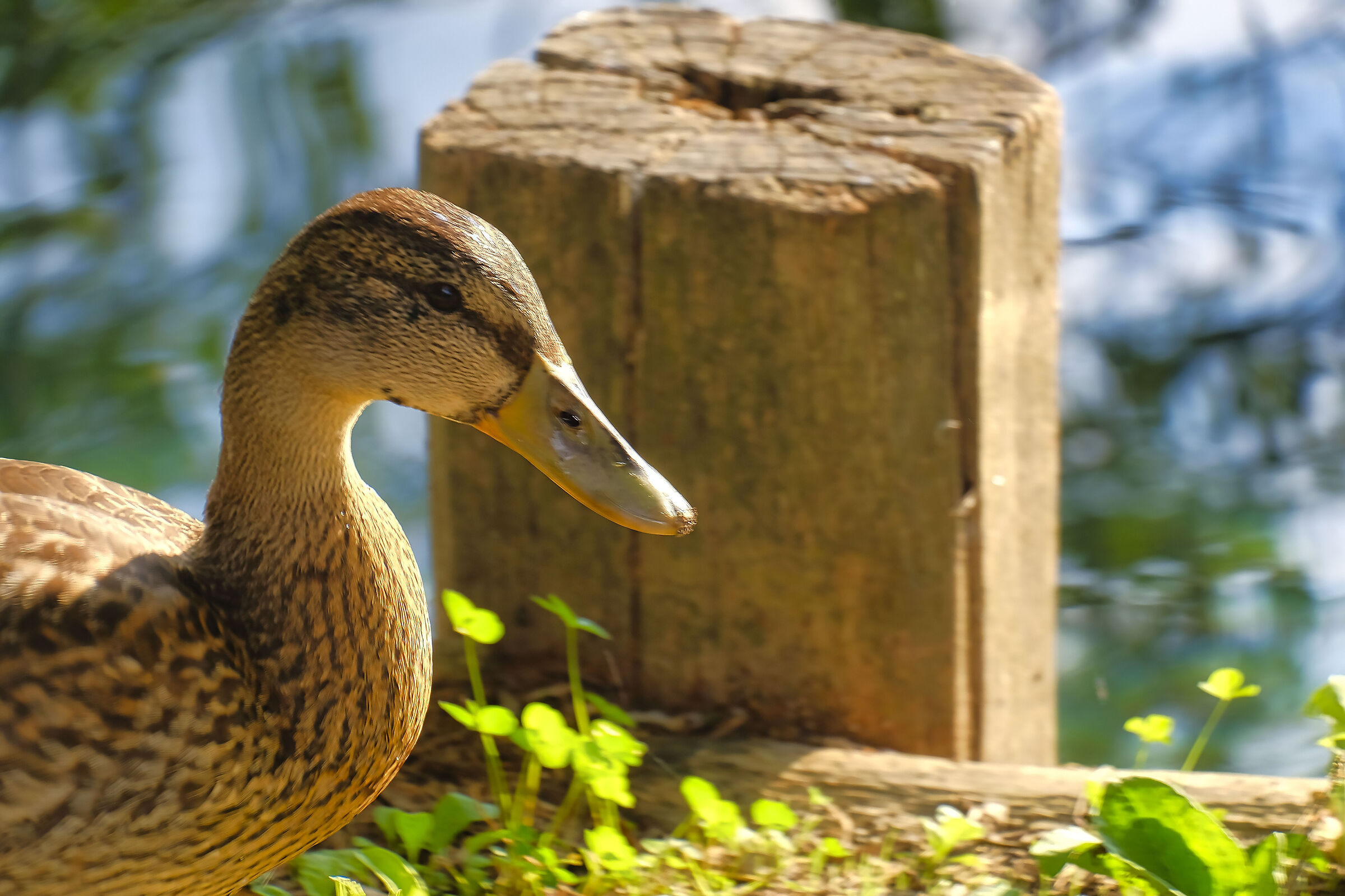 Mallard at Lake Posta Fibreno