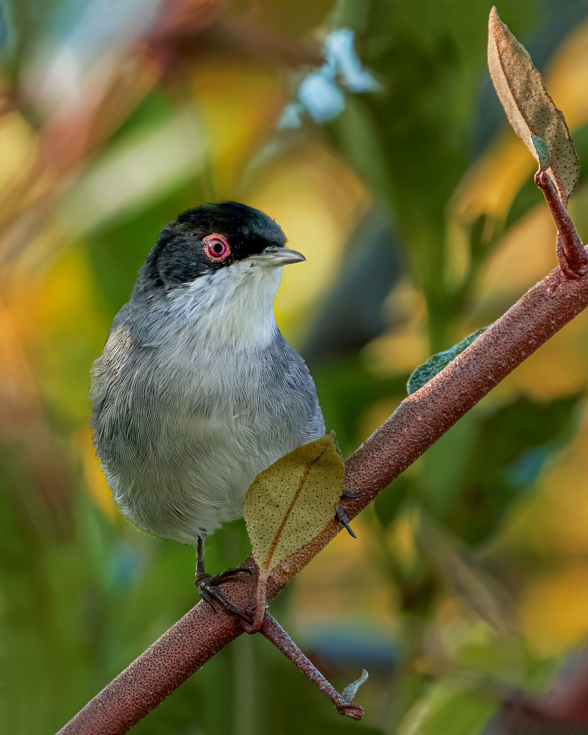 Sardinian warbler