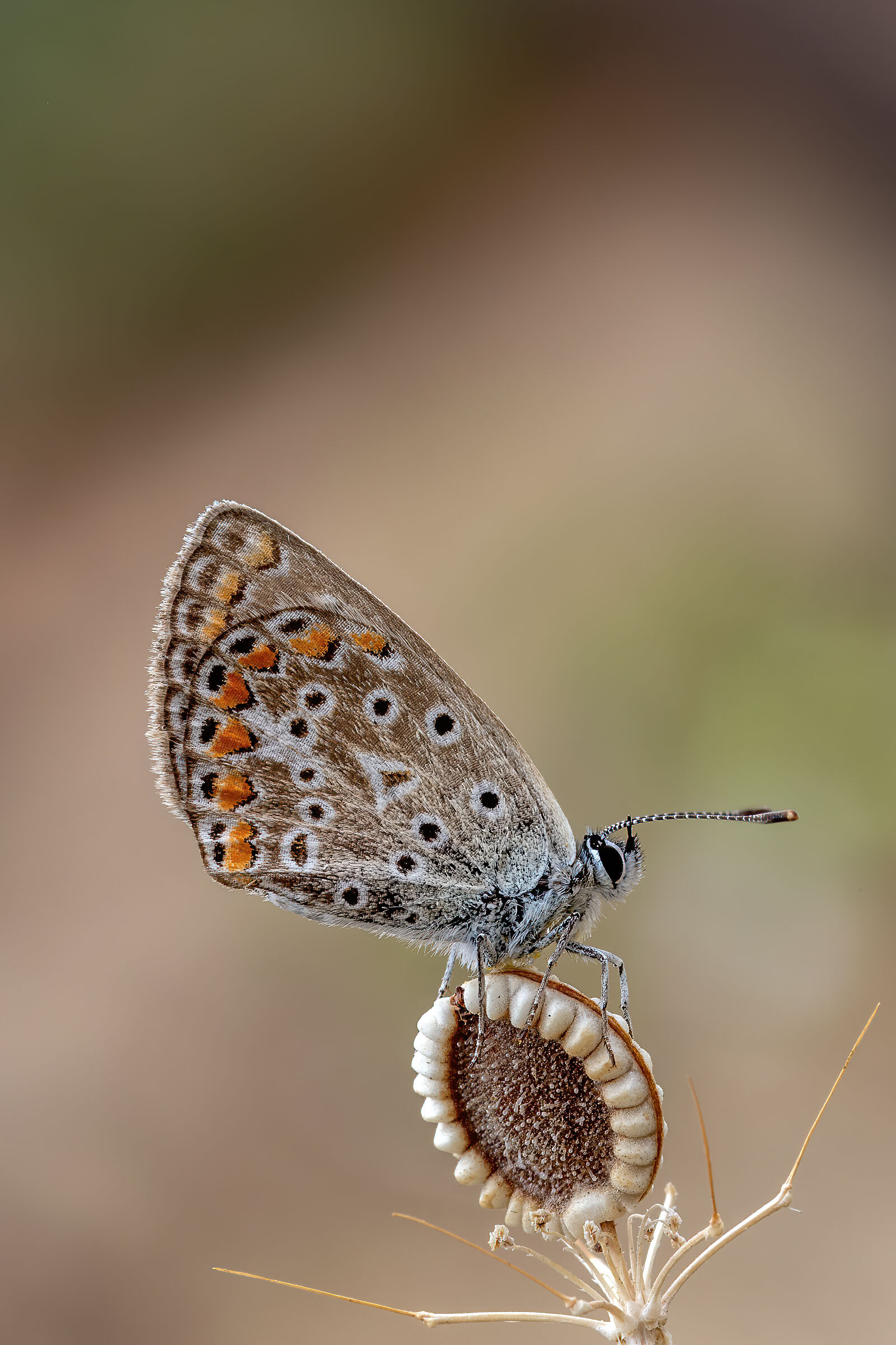 Icarus su ombrellino pugliese