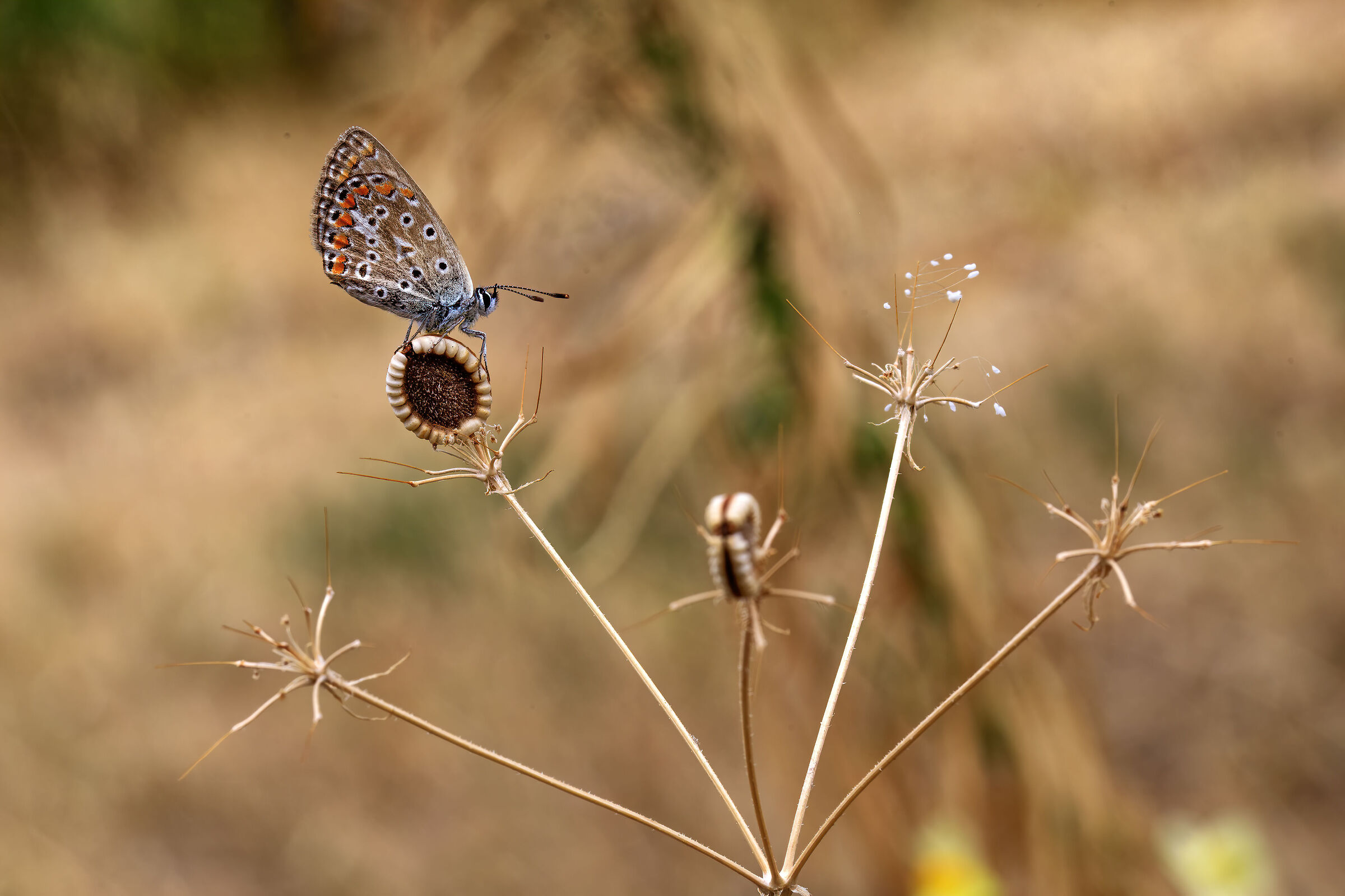 Icarus su ombrellino pugliese