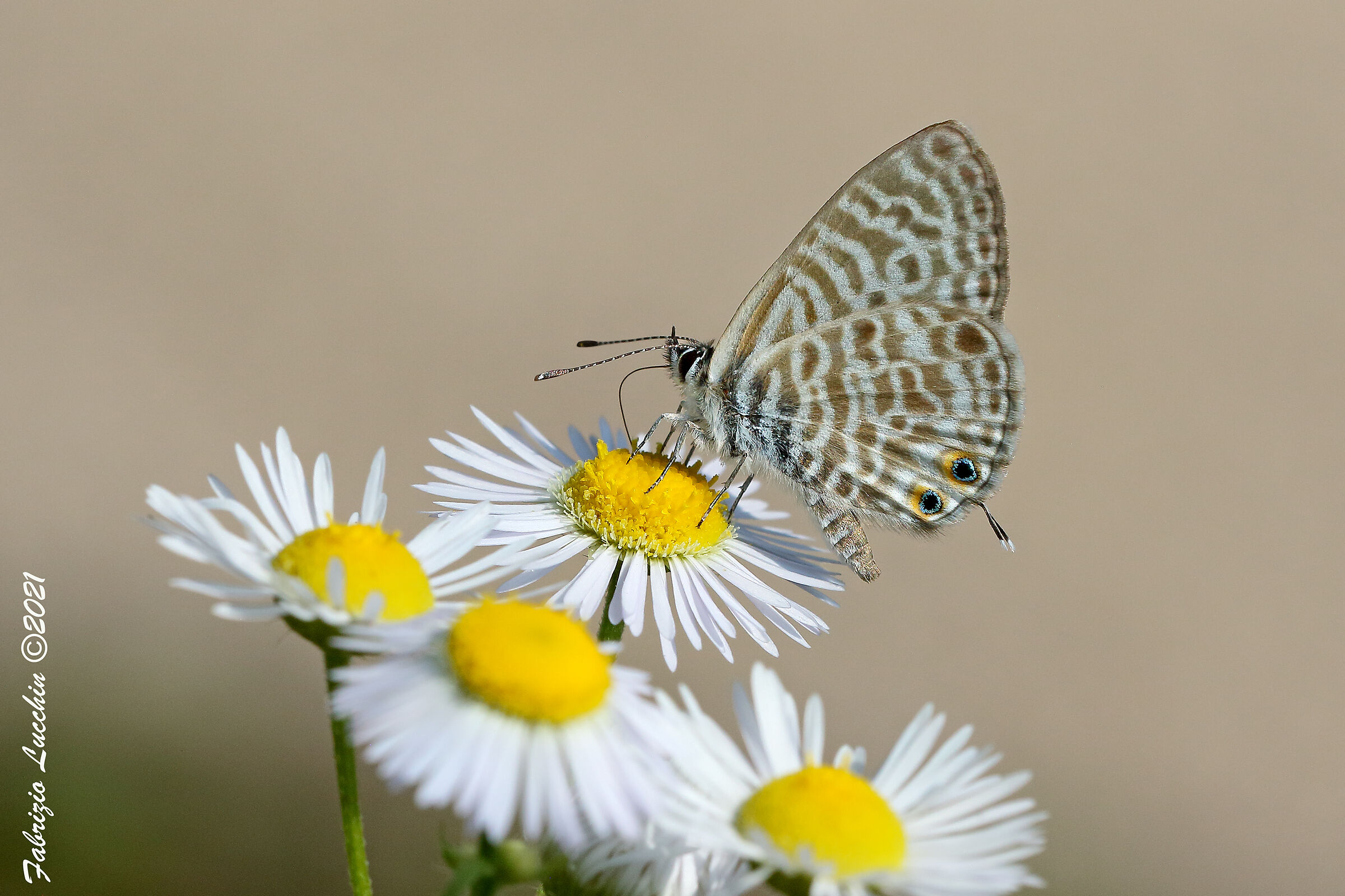 Leptotes pirithous