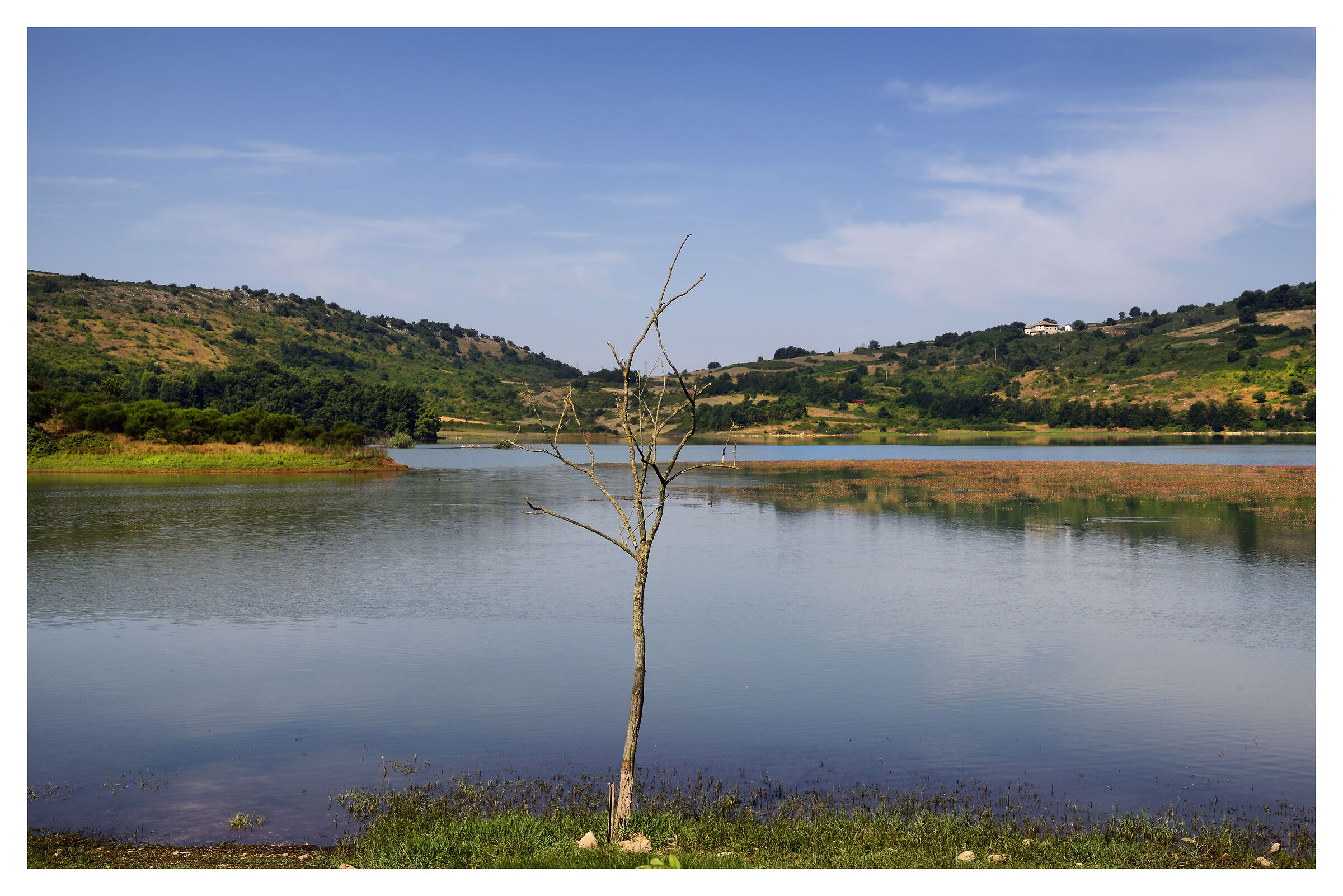 L'alberello ed il grande lago