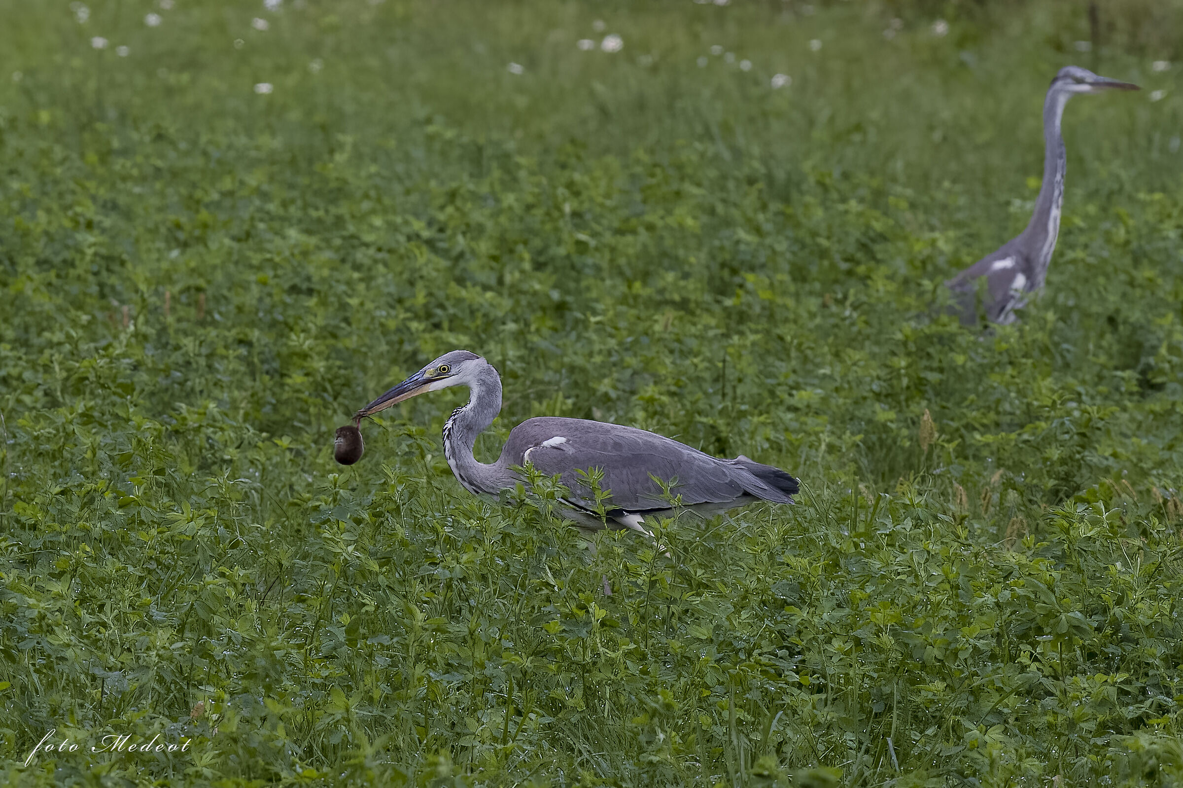 Airone Cenerino con topo