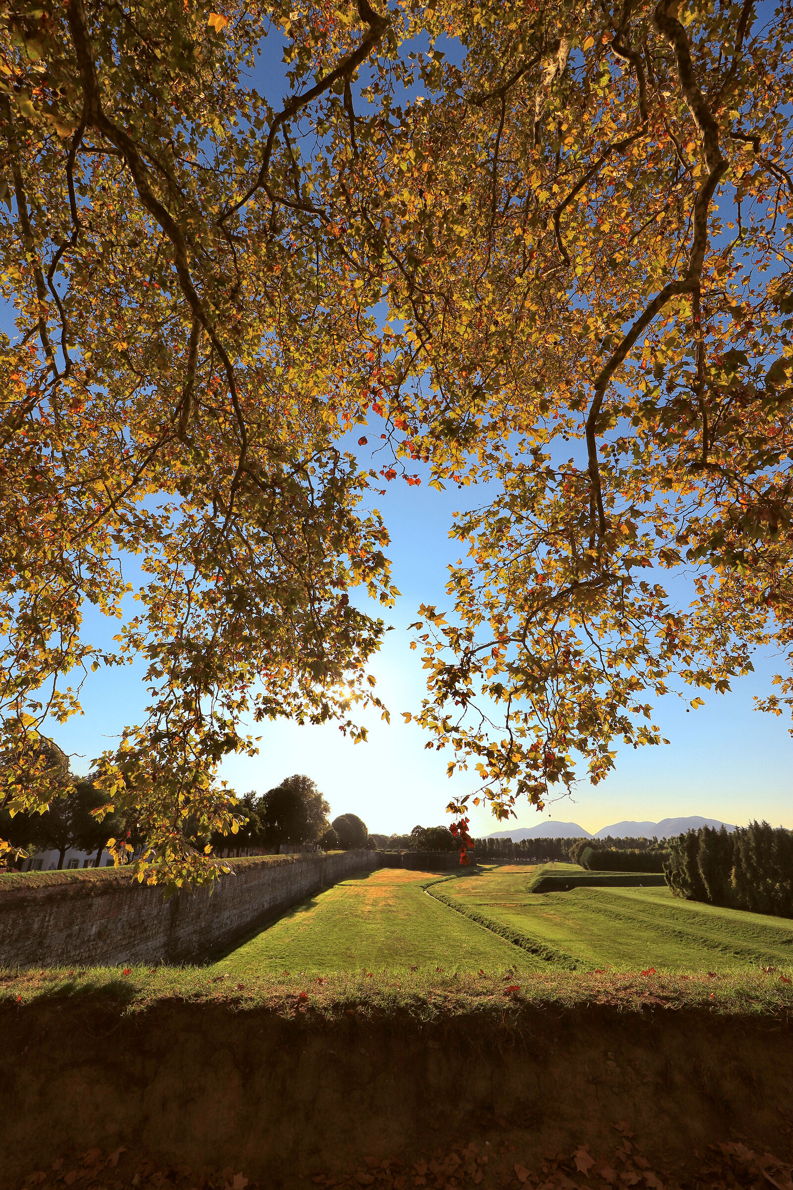 L'arborato Cerchio