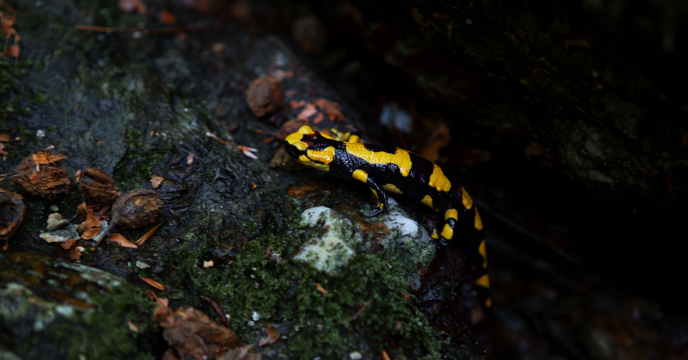 Salamandra