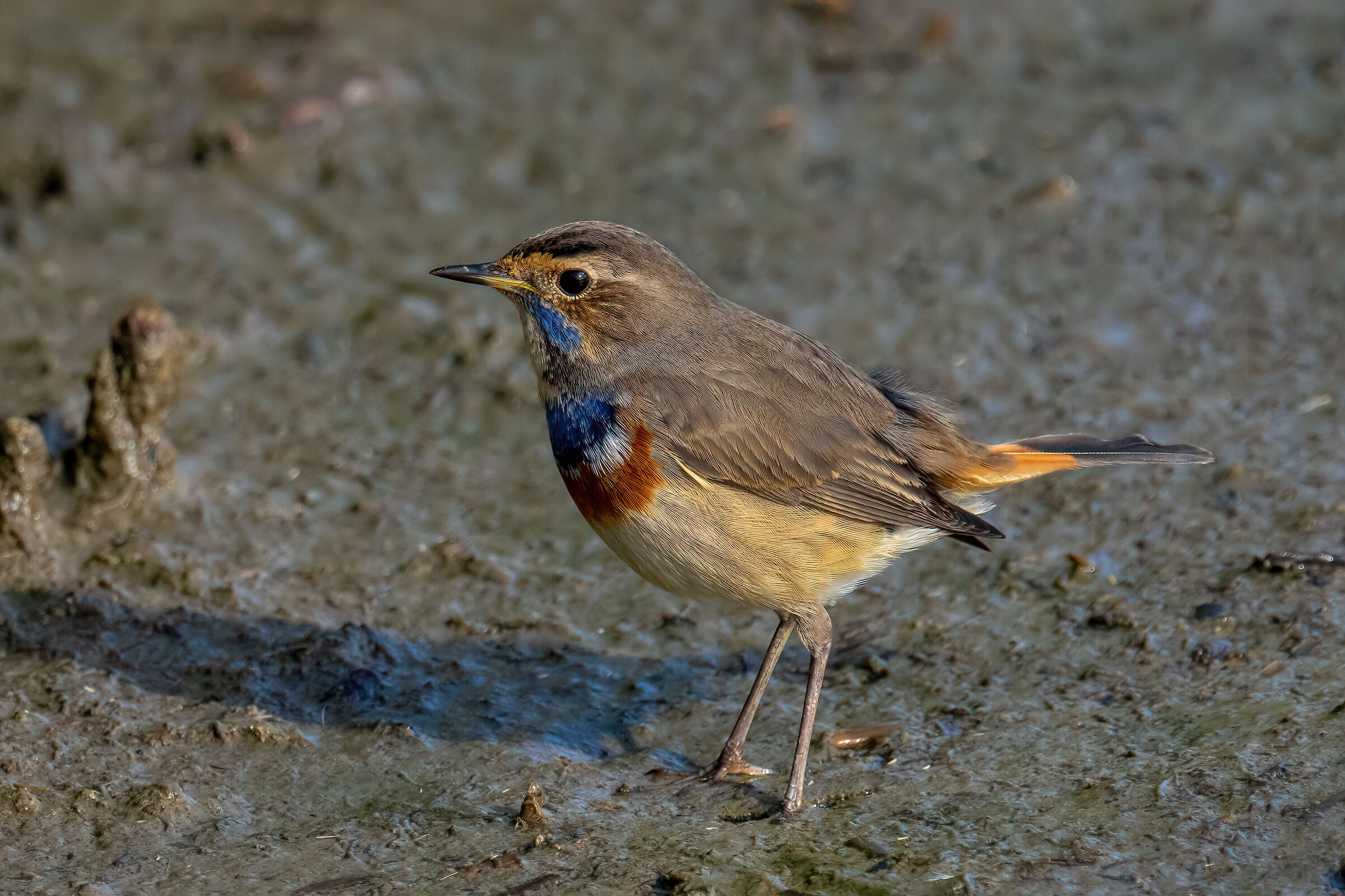 Bluethroat