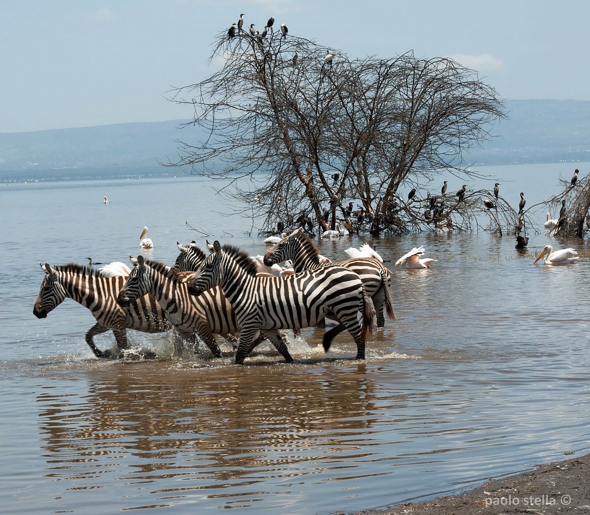 zebras in the lake