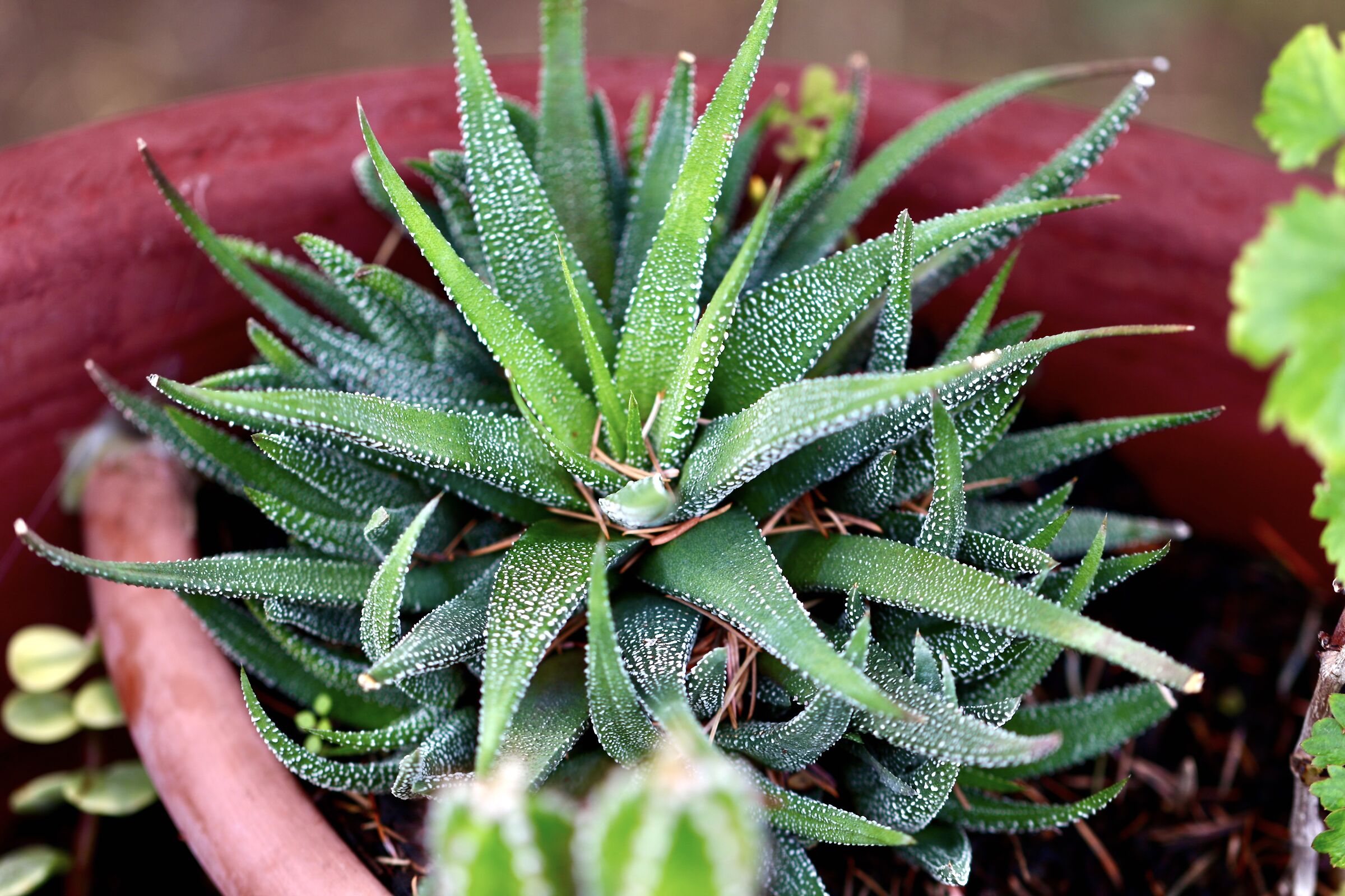 canon 7d mark 2 canon 100 us f 2 hand held