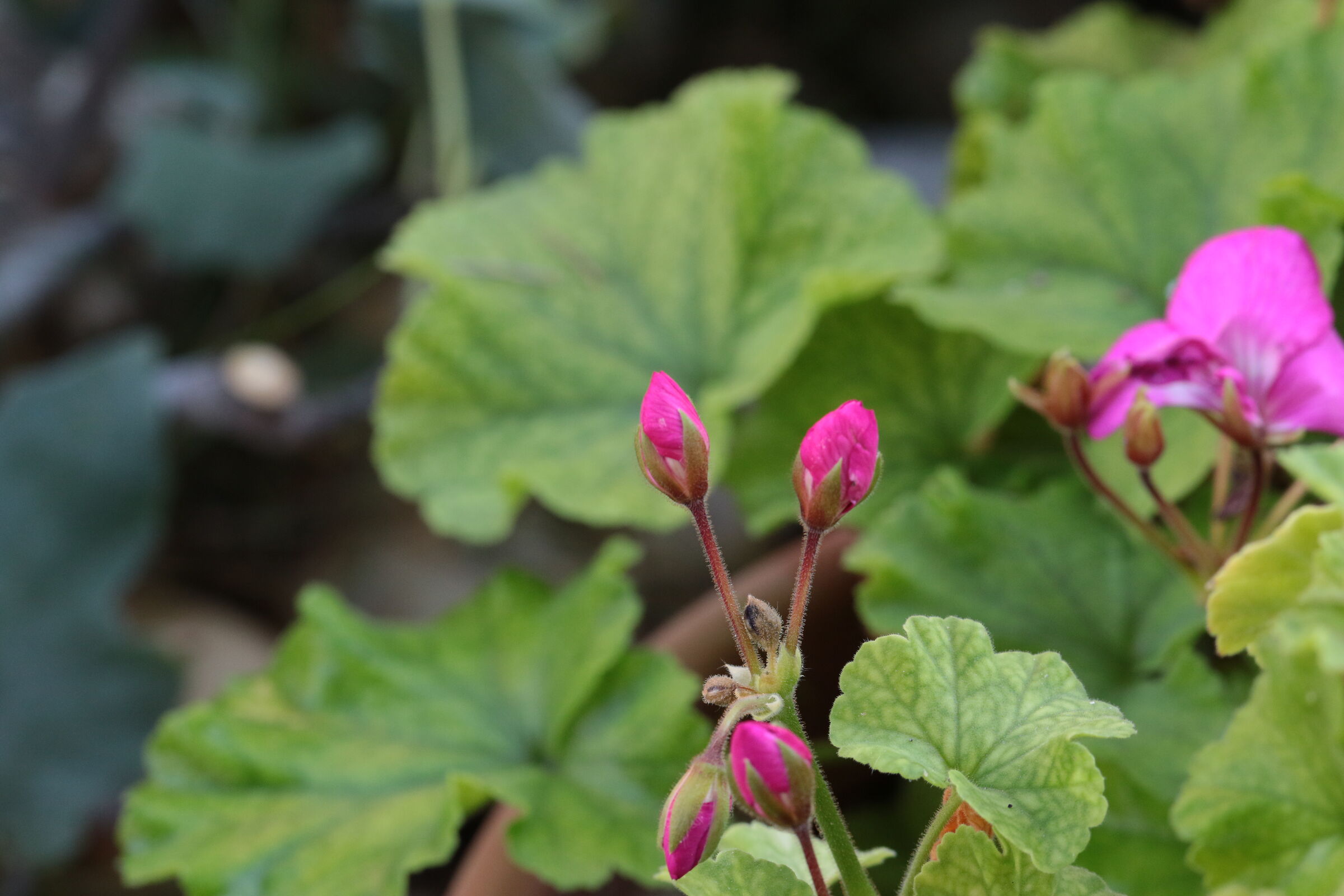 canon 7d mark 2 canon 100 us f 2 hand held