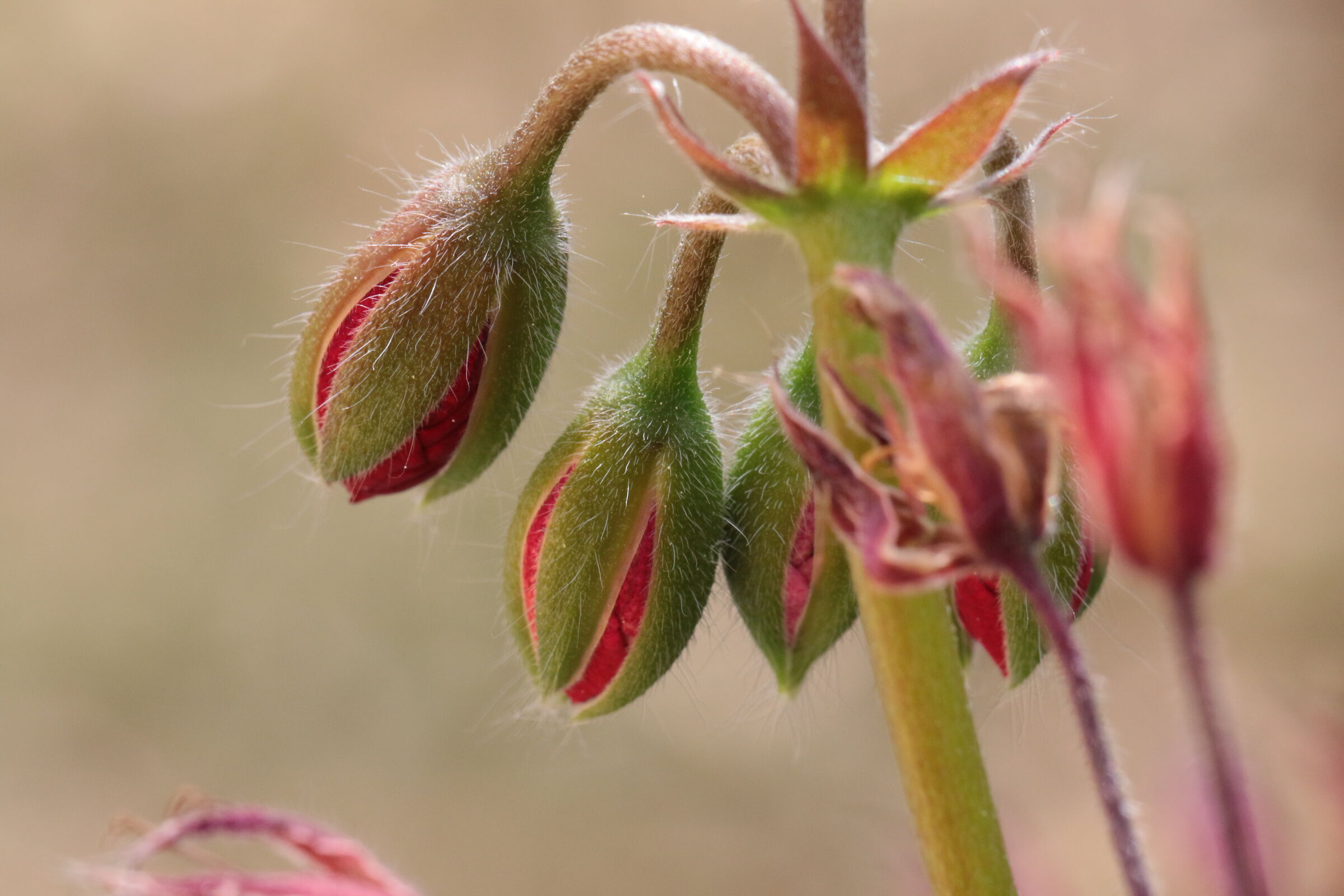 canon 7d mark 2 canon 100 us f 2 hand held