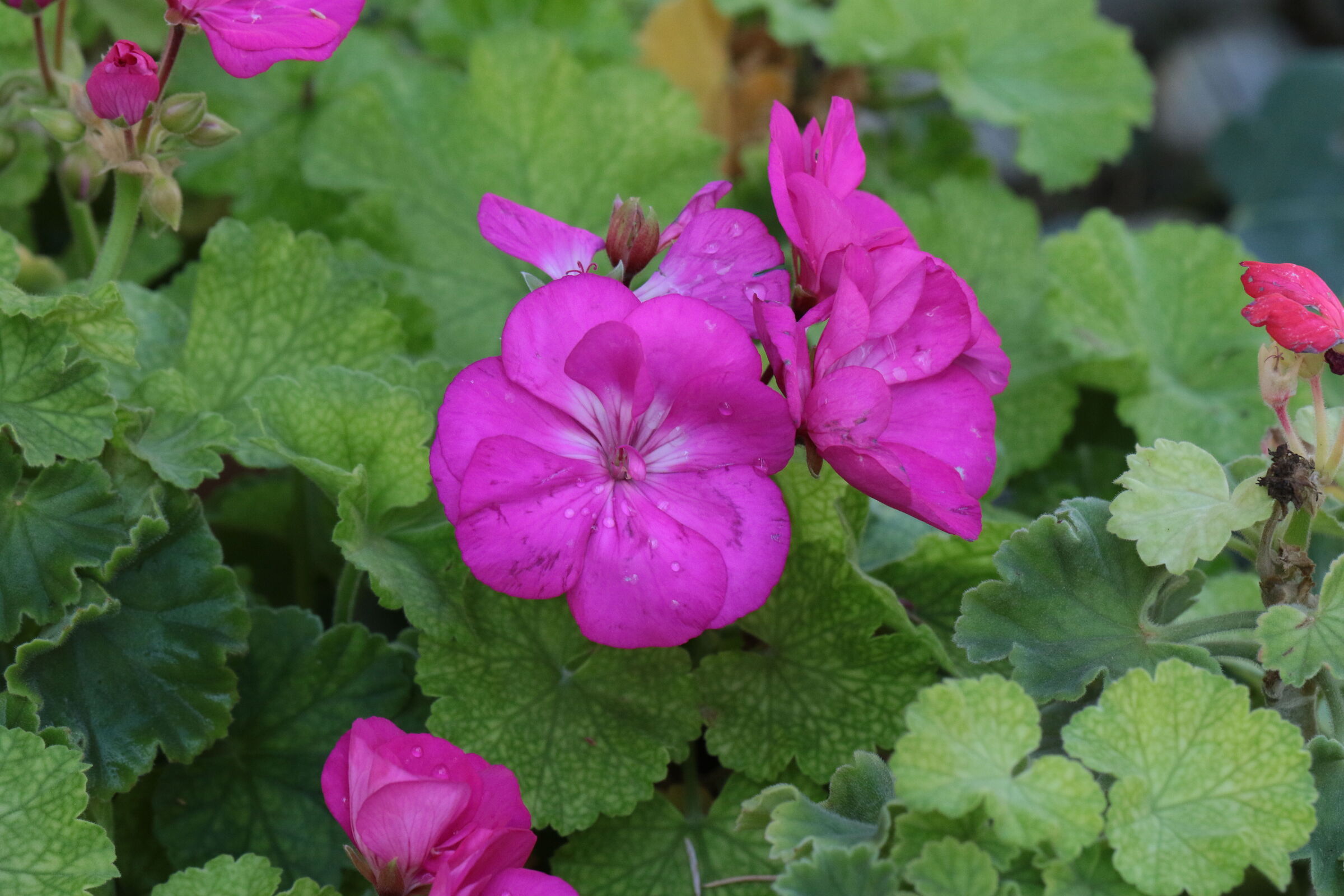 canon 7d mark 2 canon 100 us f 2 hand held