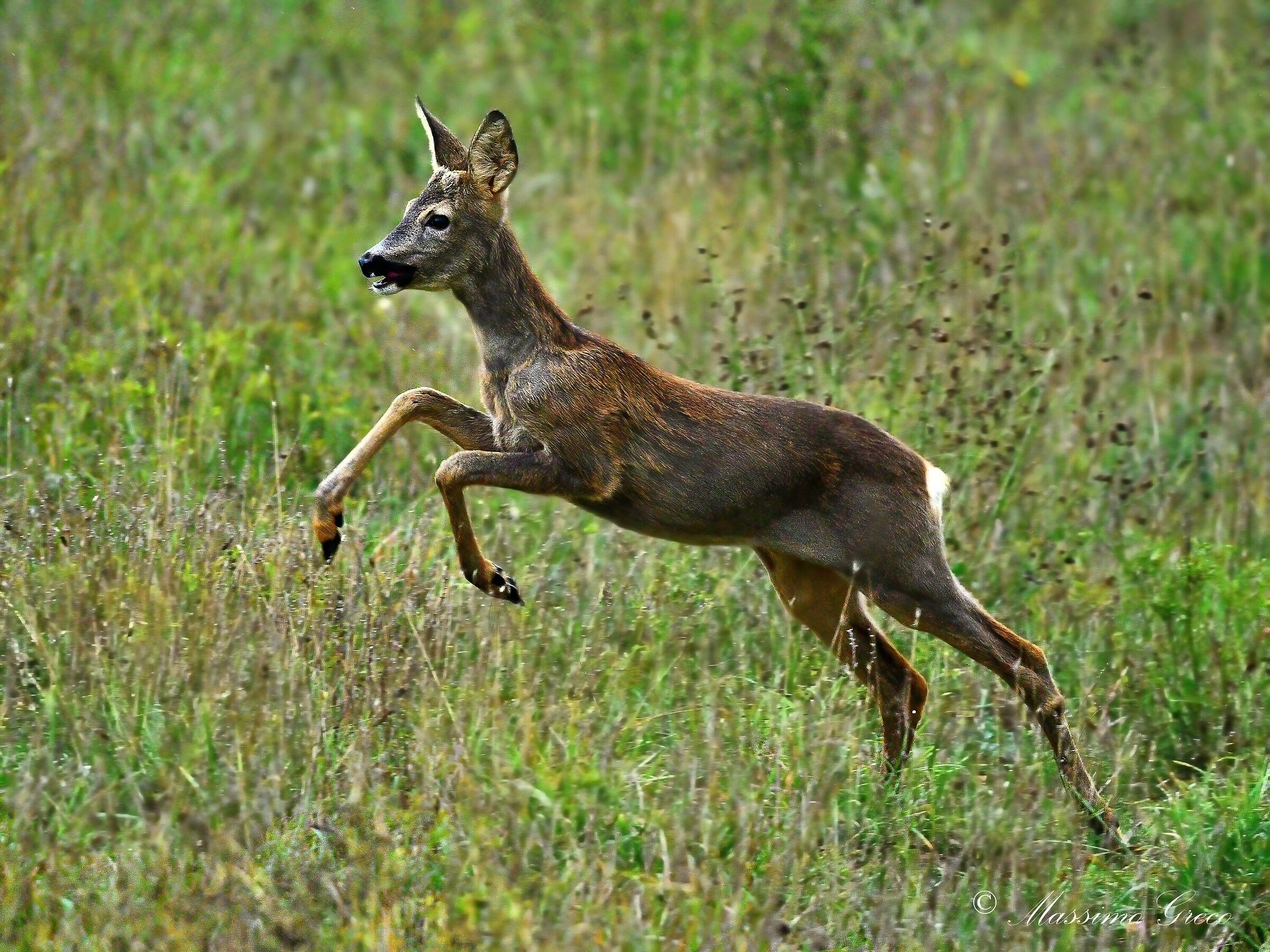 Roe deer (Capreolus capreolus)