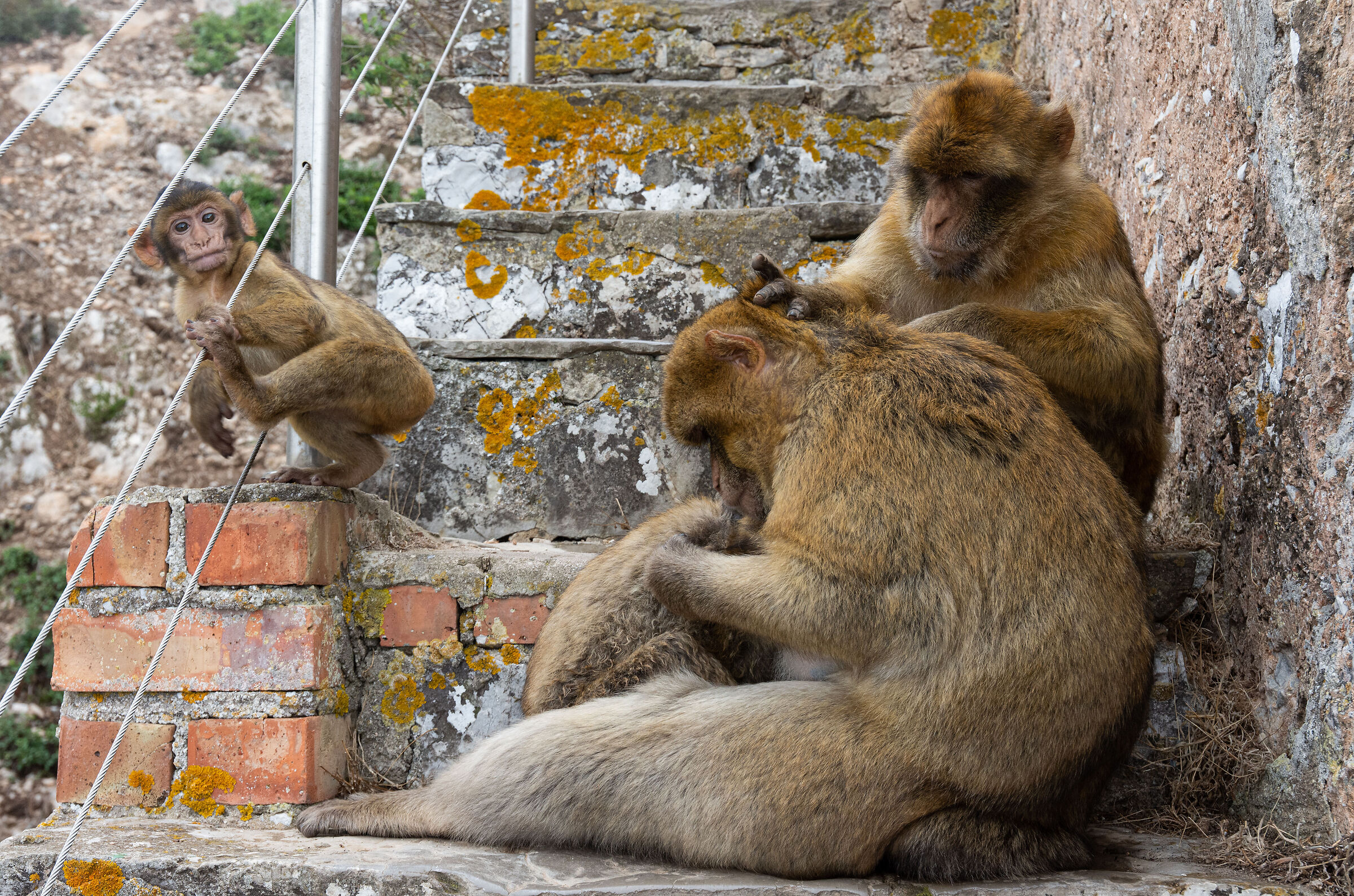 Ritratto di famiglia