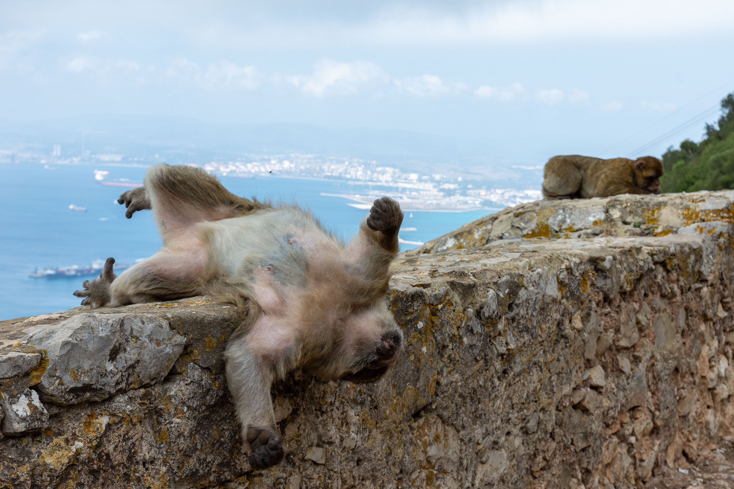 La dura vita delle scimmie di Gibilterra