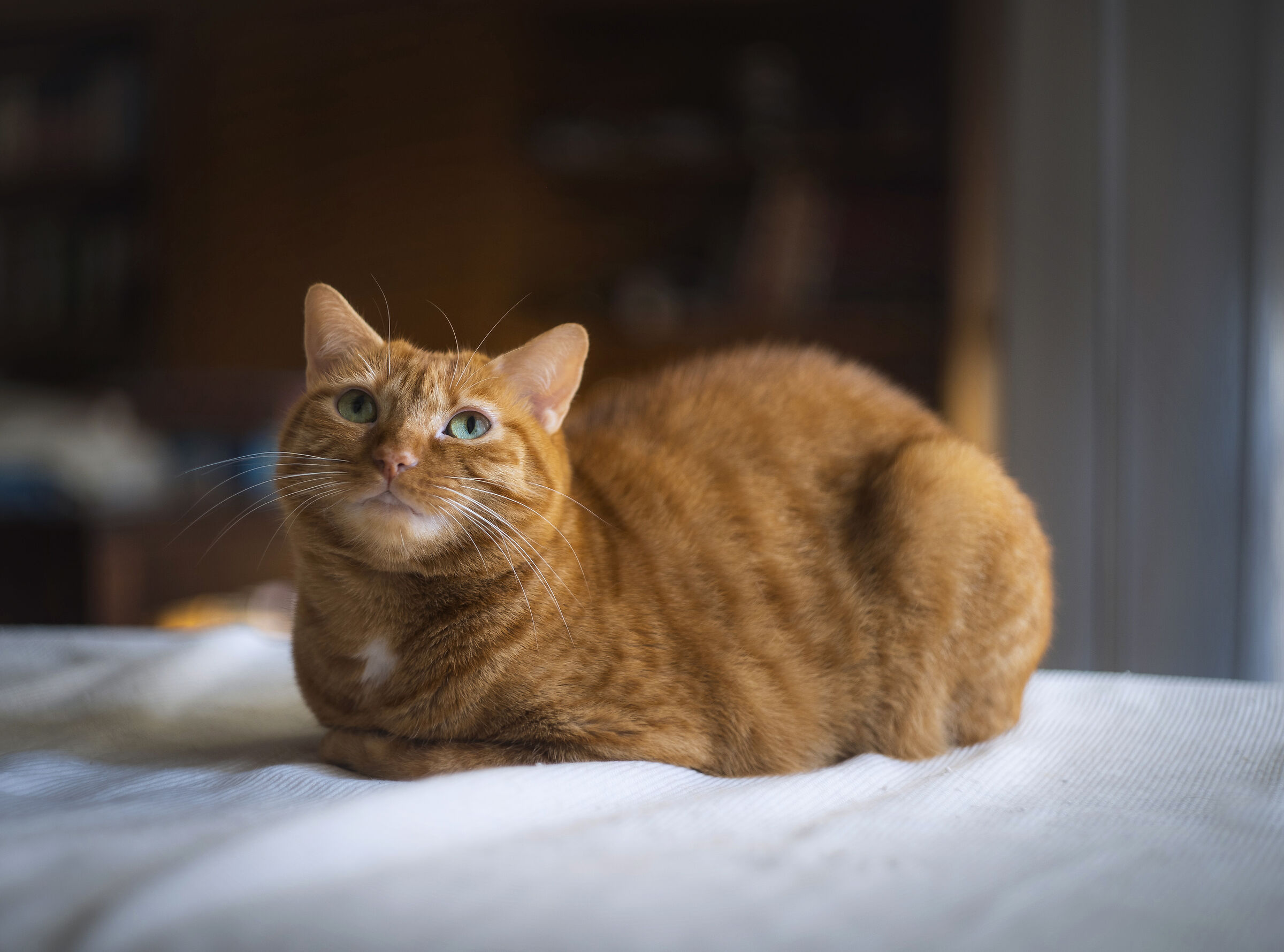 Myrtle + a7iii + Helios