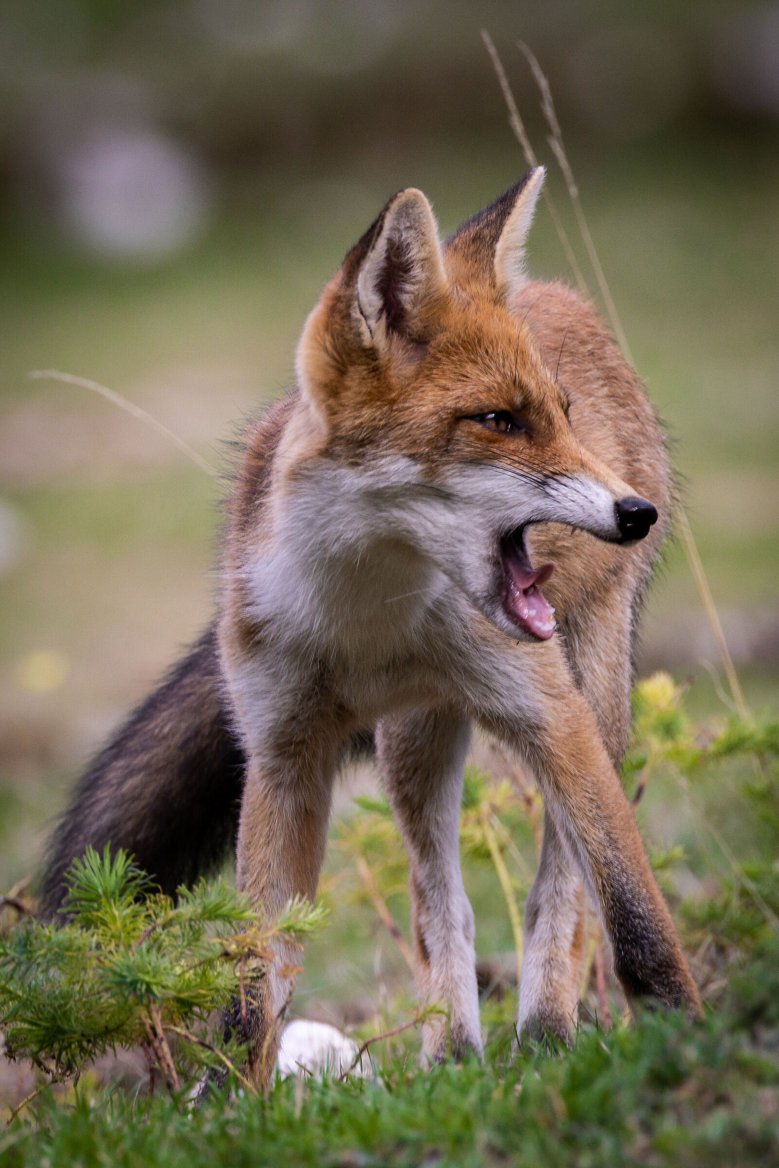 Svegliaaaa!!! | Wake upppp!!!