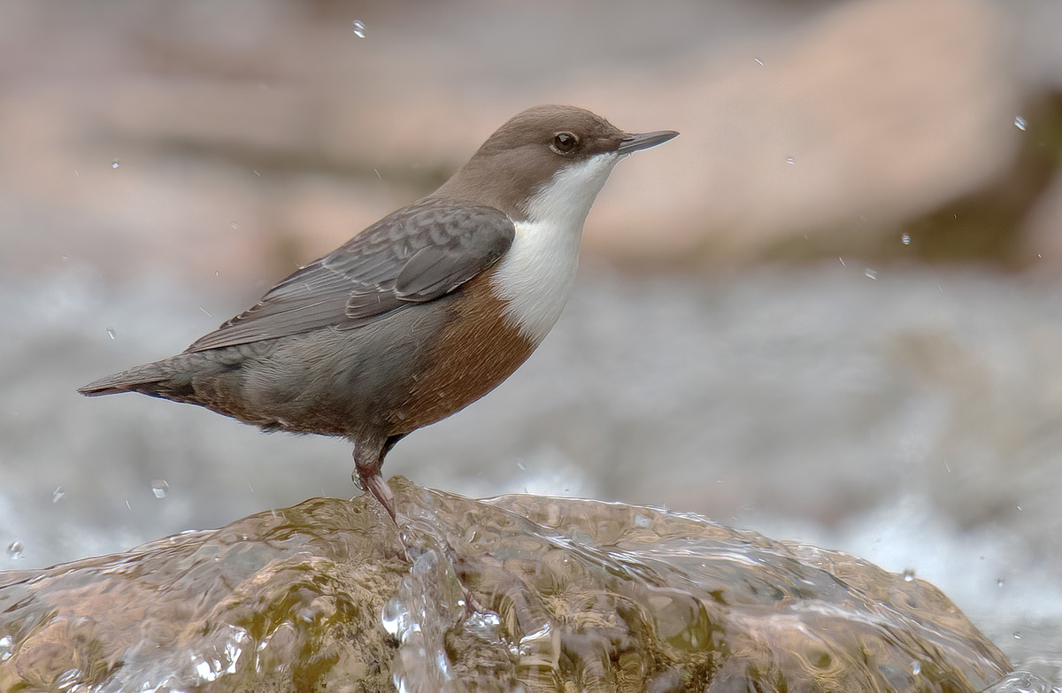Dipper blackbird (Cinclus cinclus)