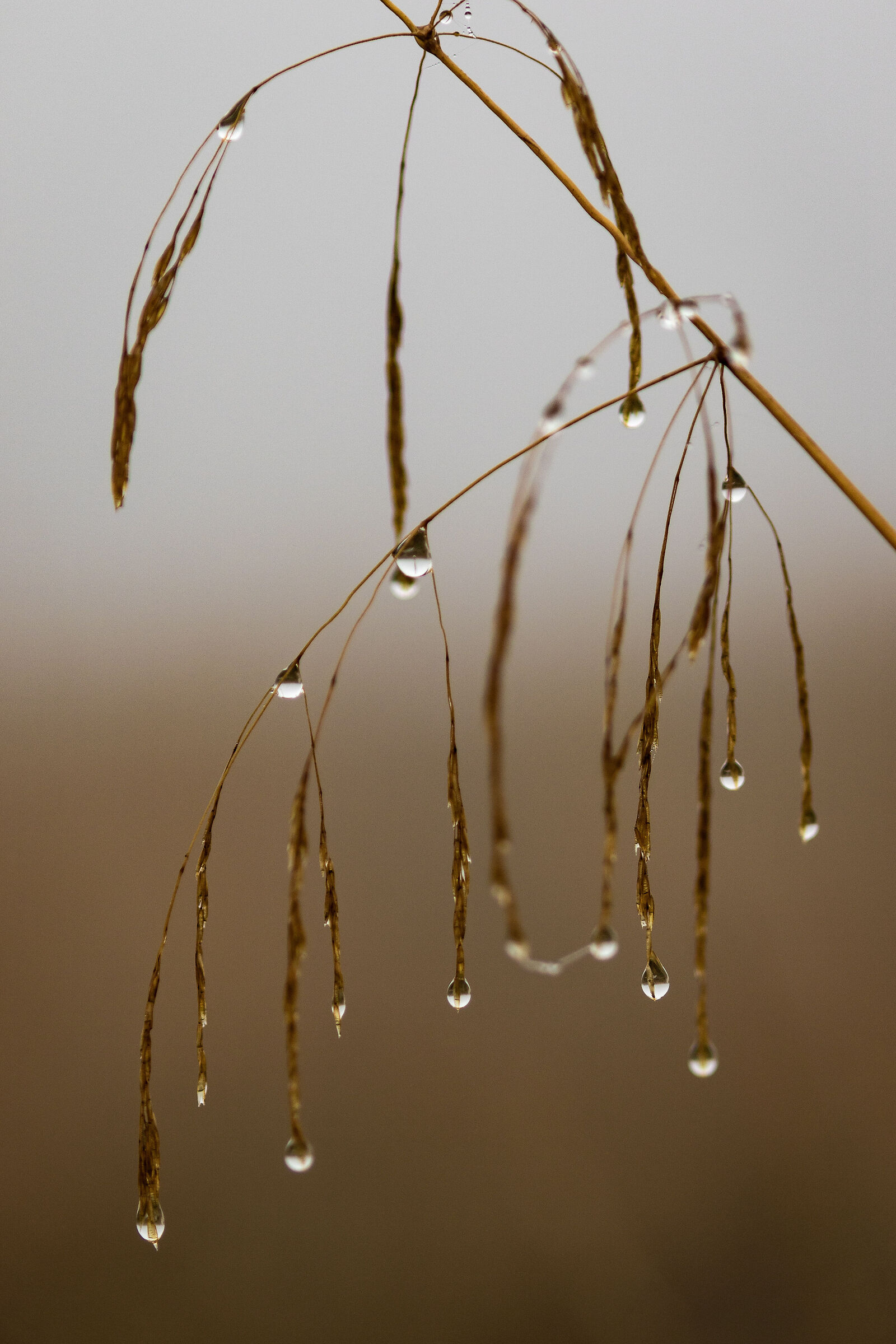 Gocce d'autunno | Autumn drops