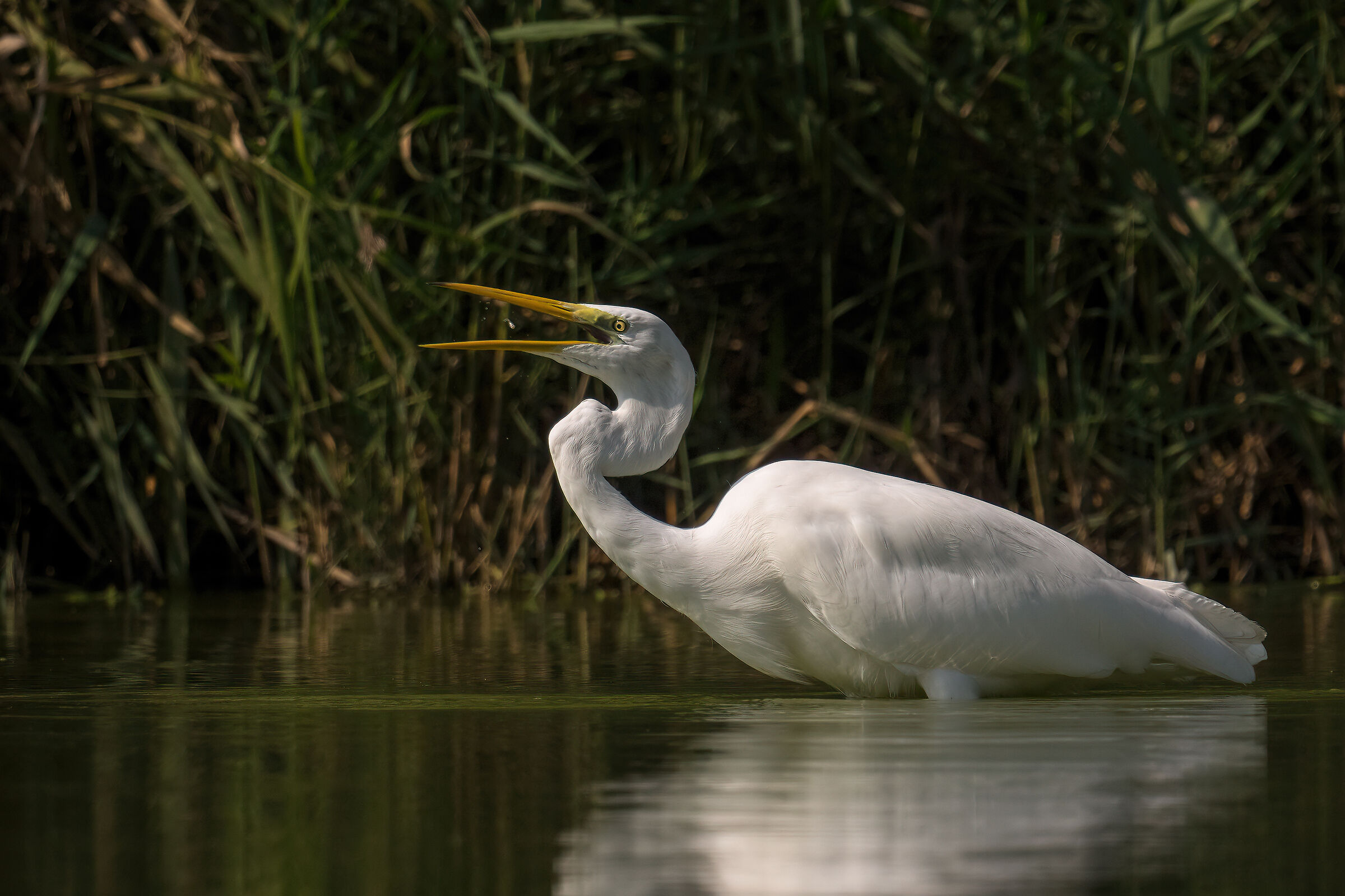 Airone bianco maggiore