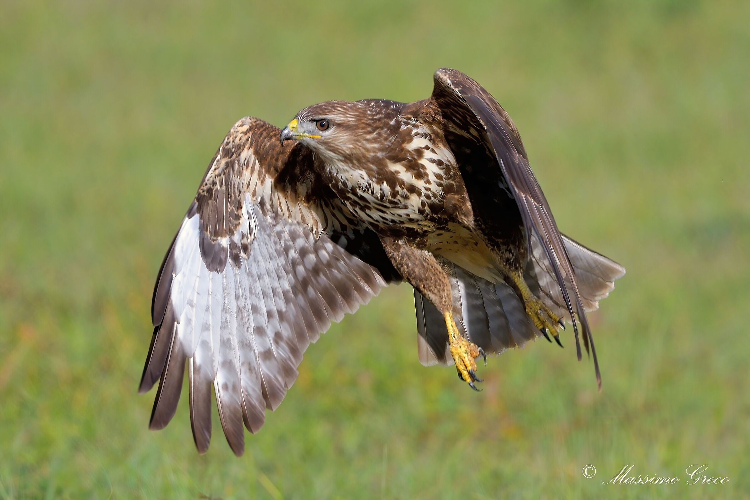 Poiana comune (Buteo buteo)