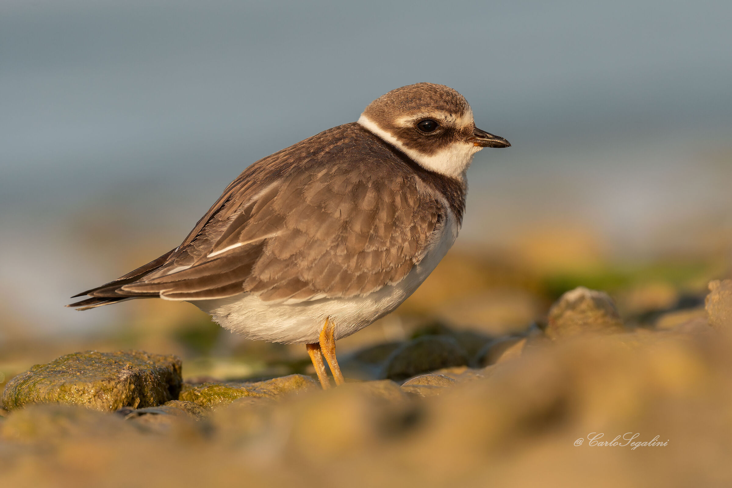 Charadrius hiaticula