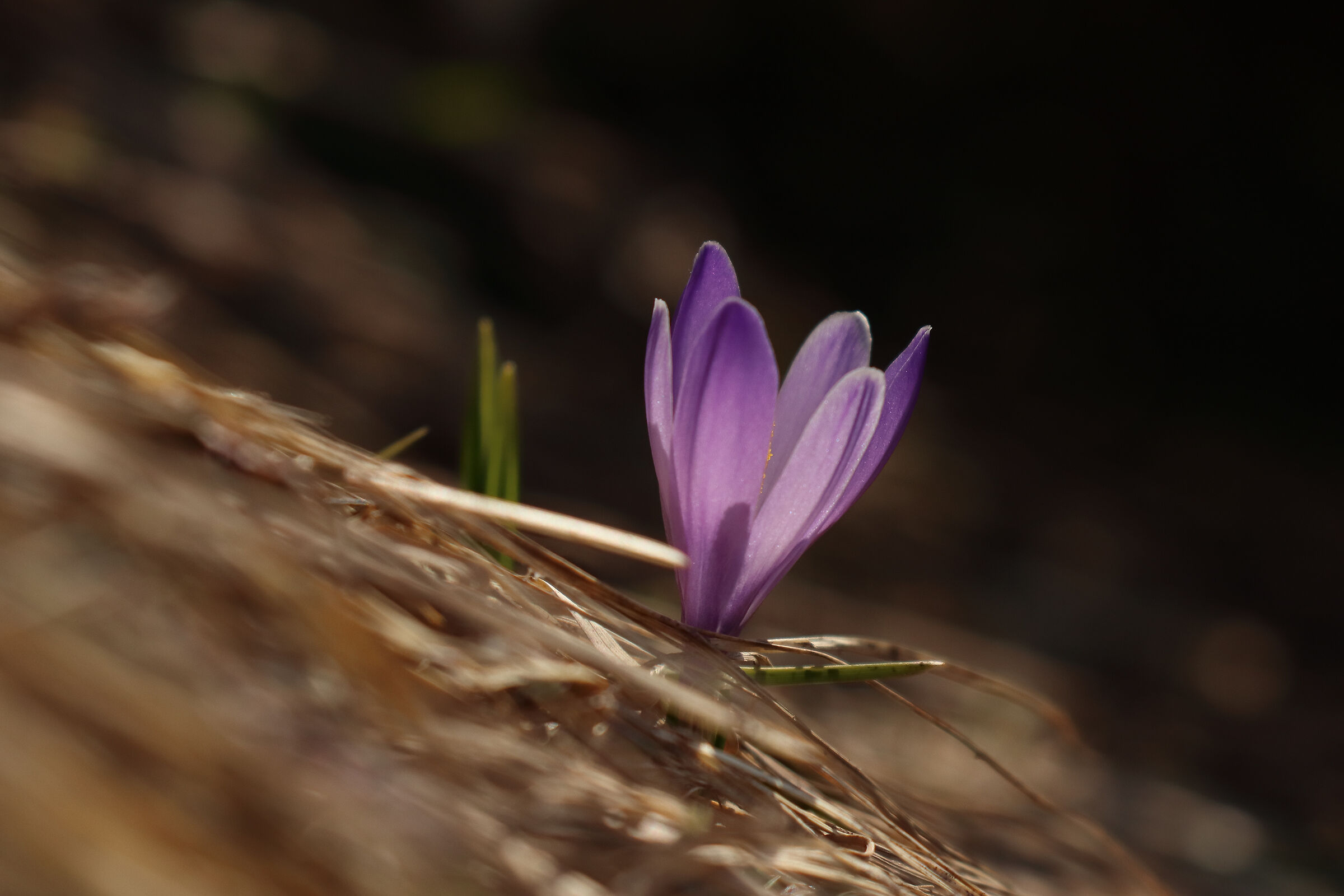 ricordo di tarda primavera