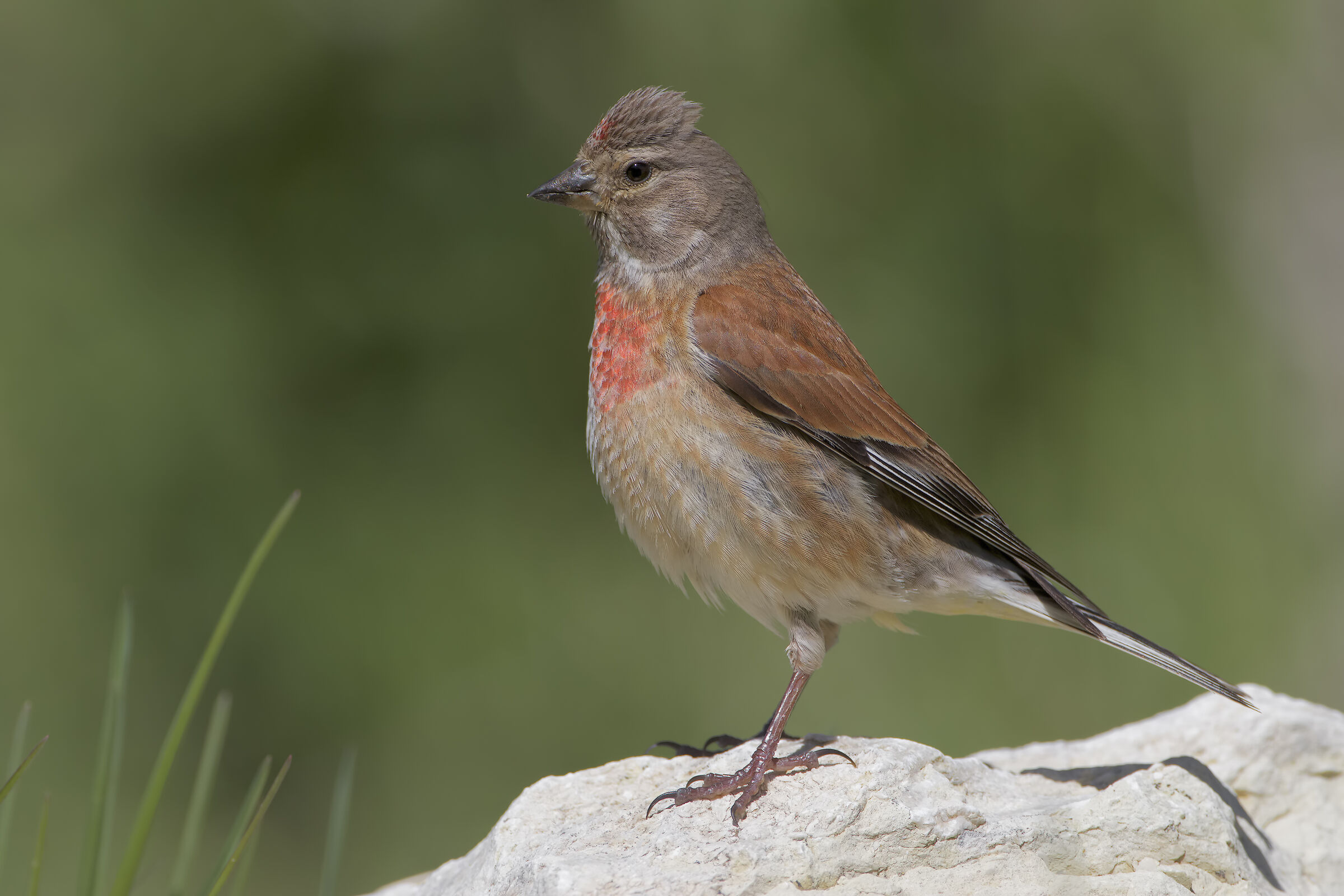 Linnet