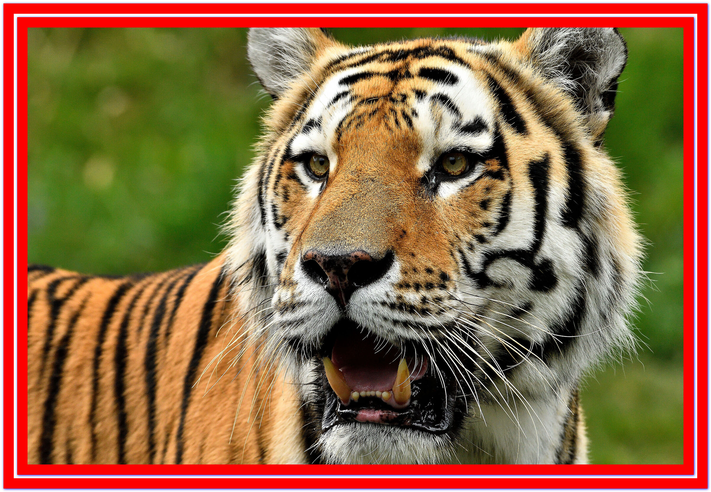 Tigri Siberiane la mia passione