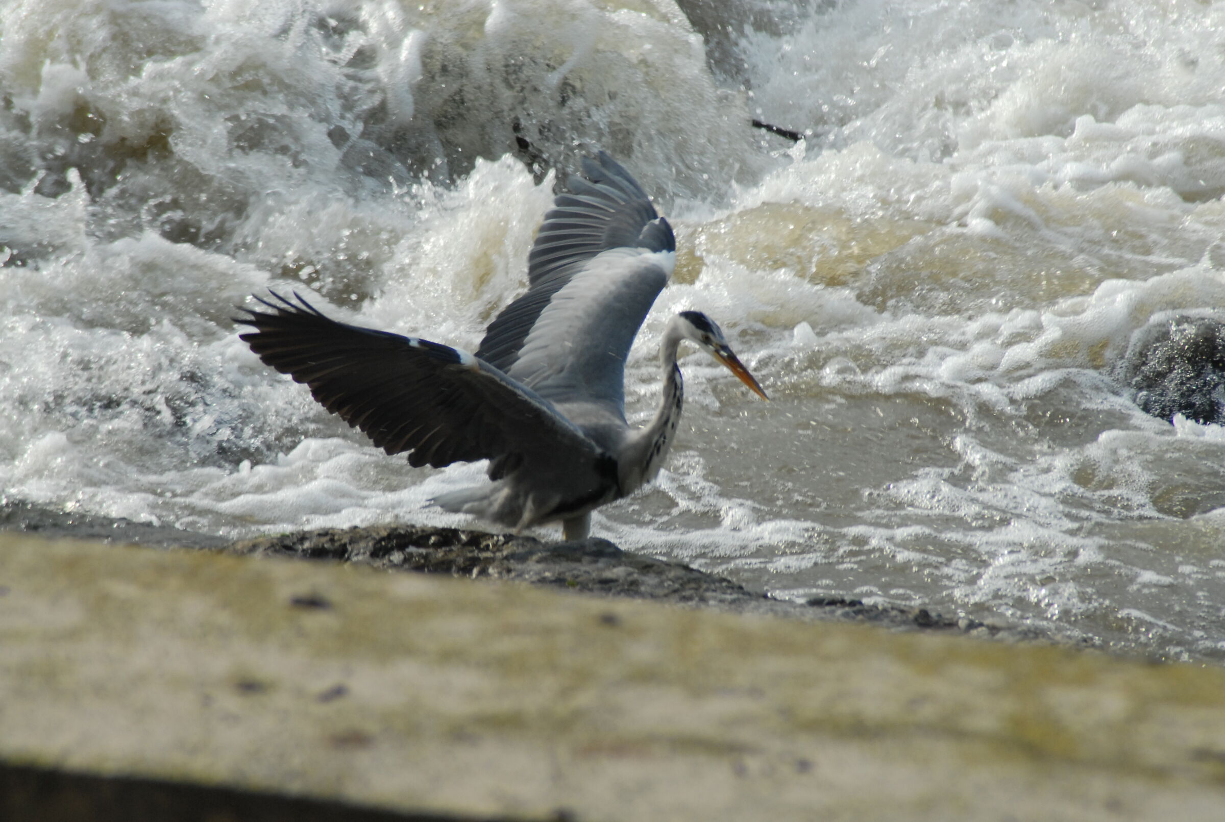 airone cenerino in caccia